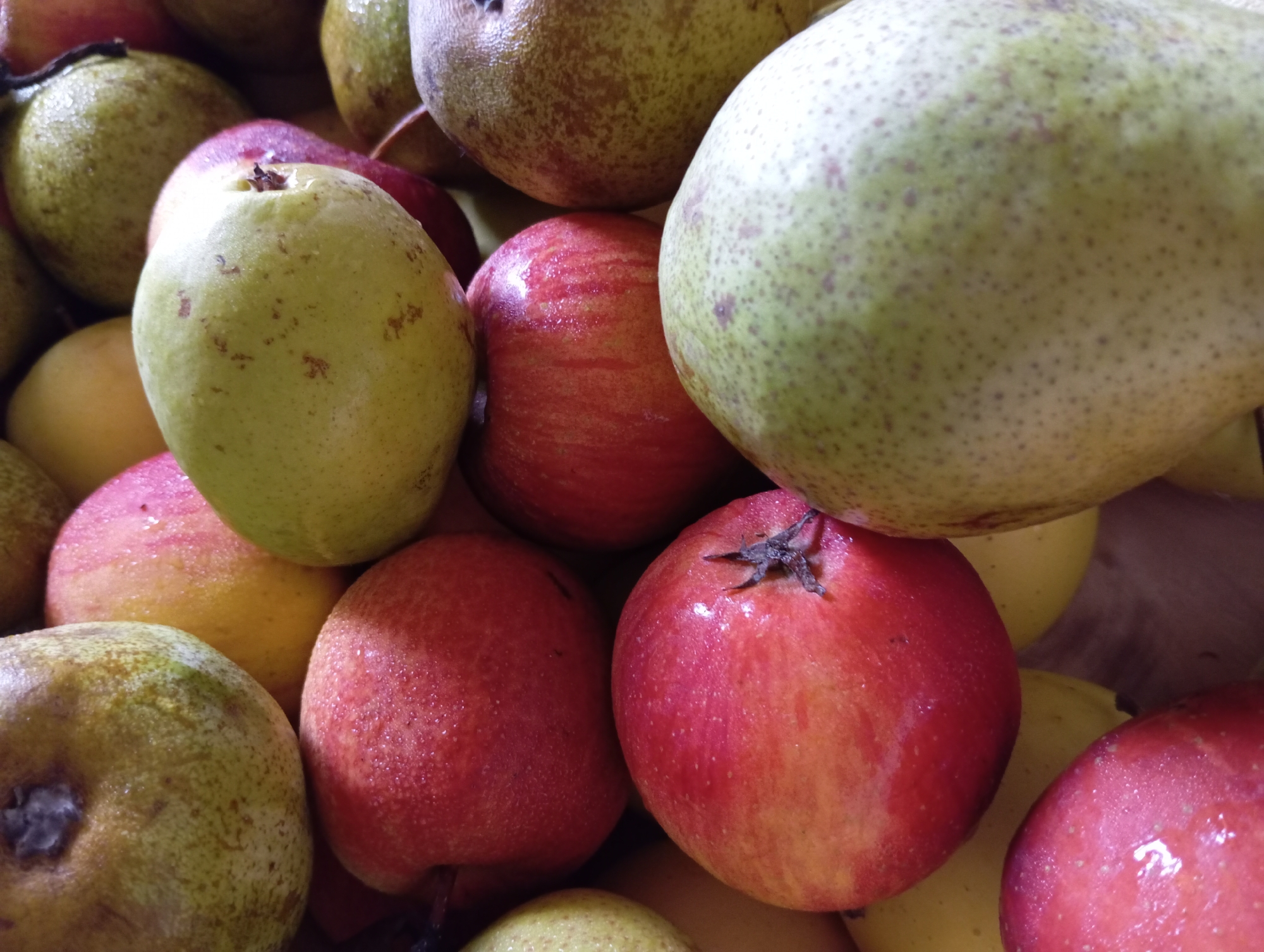 The image is a close-up, vertical, overhead shot of a pile of ripe, dew-kissed apples and pears. The fruits are a mix of green and red, with some showing a blush of pink and yellow. The lighting is natural, highlighting the subtle textures and water droplets on the produce. No specific location in the city of Hlynytsi, Ukraine, is depicted in this image. The scene is solely focused on the fruit, with no people, actions, or interactions visible. The environment appears to be a simple, domestic setting where fruit is stored or displayed.