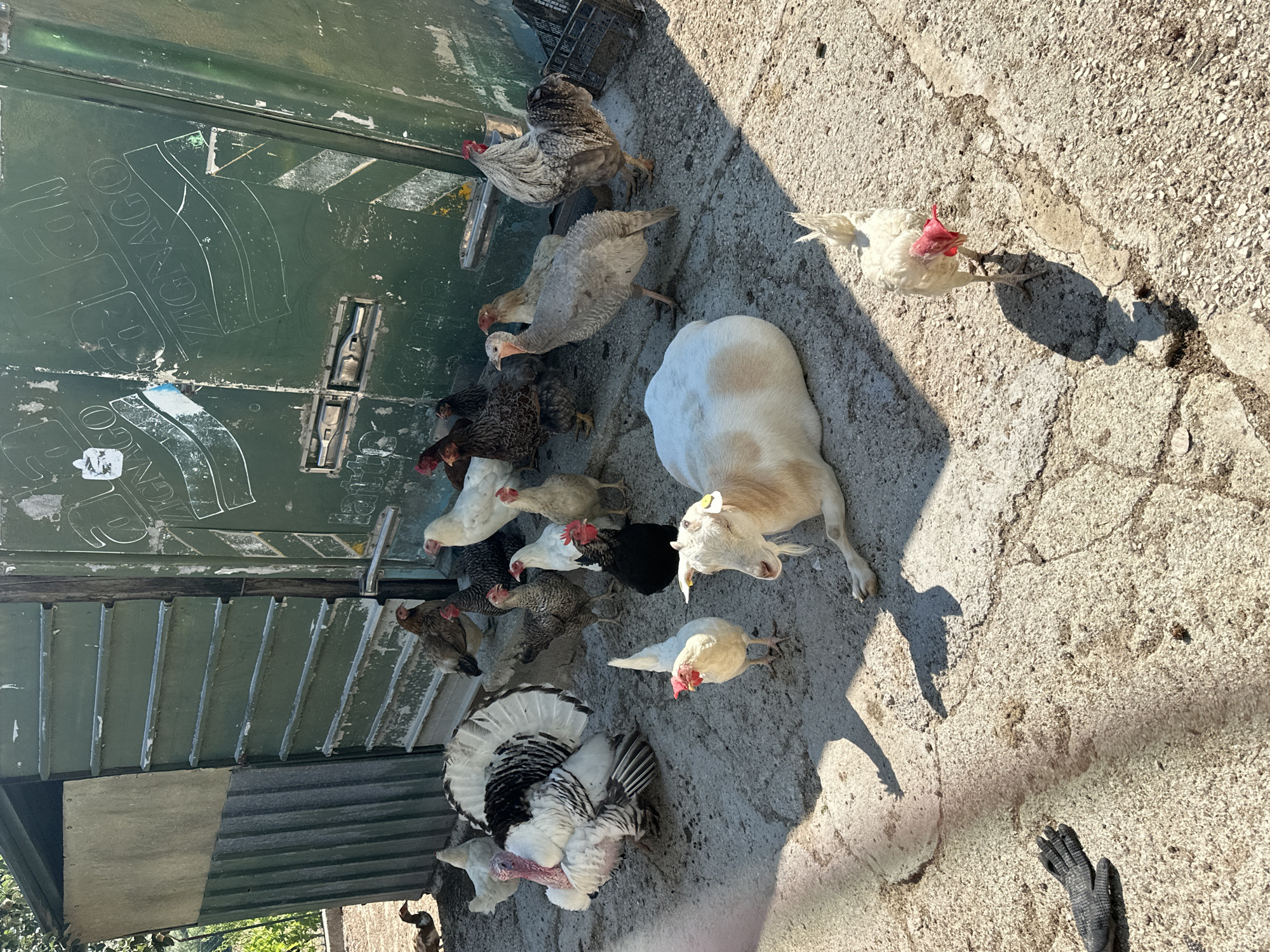 In Cannara, Italy, a scene unfolds in an outdoor animal enclosure. A light-colored goat is lying on the ground, its head turned to the side, with a yellow tag on its left ear. A large turkey stands prominently in the foreground, its feathers fanned out, with a white body and black and white markings. Surrounding the turkey are several chickens of various breeds and colors, including a white hen with a red wattle, a black chicken, and several brown and gray speckled chickens. A large green, weathered structure, possibly a shed or storage unit, stands in the background, adorned with faded markings and graffiti. A dark-colored glove lies on the ground near the bottom left of the image. The ground is made of concrete with patches of dirt and debris. The scene is bathed in sunlight, casting shadows across the animals and the ground.
