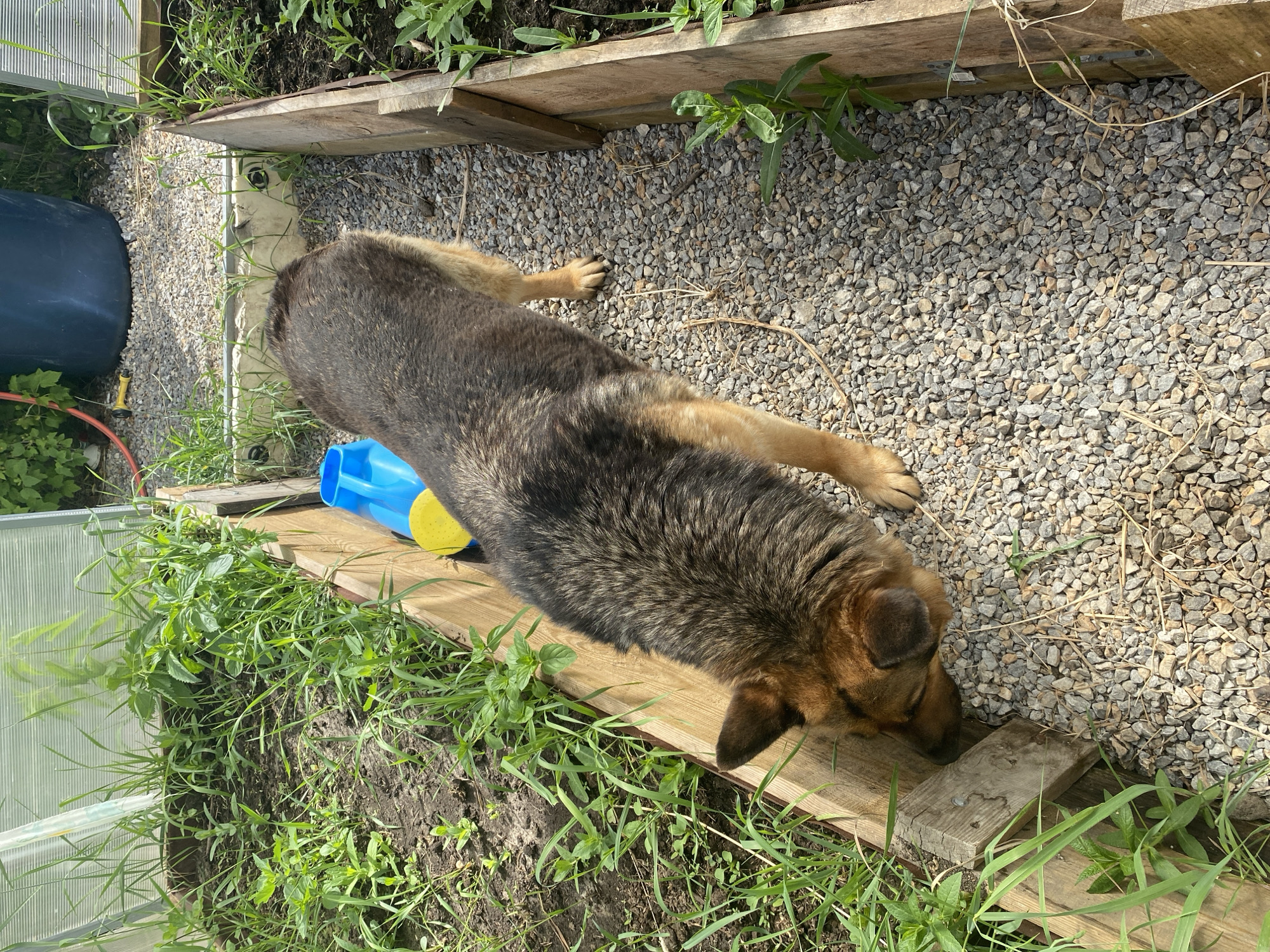The image shows an overhead view of a large dog, likely a German Shepherd or similar breed, with a coat of dark brown, black, and tan fur, resting outdoors. The dog is lying stretched out on a gravel path, with its head lowered towards a wooden plank that forms a border. It appears calm and relaxed, possibly sniffing the wood or simply resting.
Near the dog's body, on the gravel, is a bright blue and yellow plastic watering can. The ground beneath the dog is covered in small, light-colored gravel. This gravel path is bordered by wooden planks on both sides, which separate it from areas of green grass and other foliage. Some plants appear to be part of cultivated garden beds, while others grow along the edges.
In the background on the left, a translucent corrugated plastic structure, possibly a small greenhouse or cold frame, is visible, partially obscured by greenery. Next to this, a large, dark blue barrel or container can be seen. The bright sunlight suggests it is daytime, likely mid-morning or afternoon, with strong illumination and clear shadows. The setting overall evokes a rustic garden or dacha environment, consistent with a location like Tyumen, Russia. No visible text is present in the image.