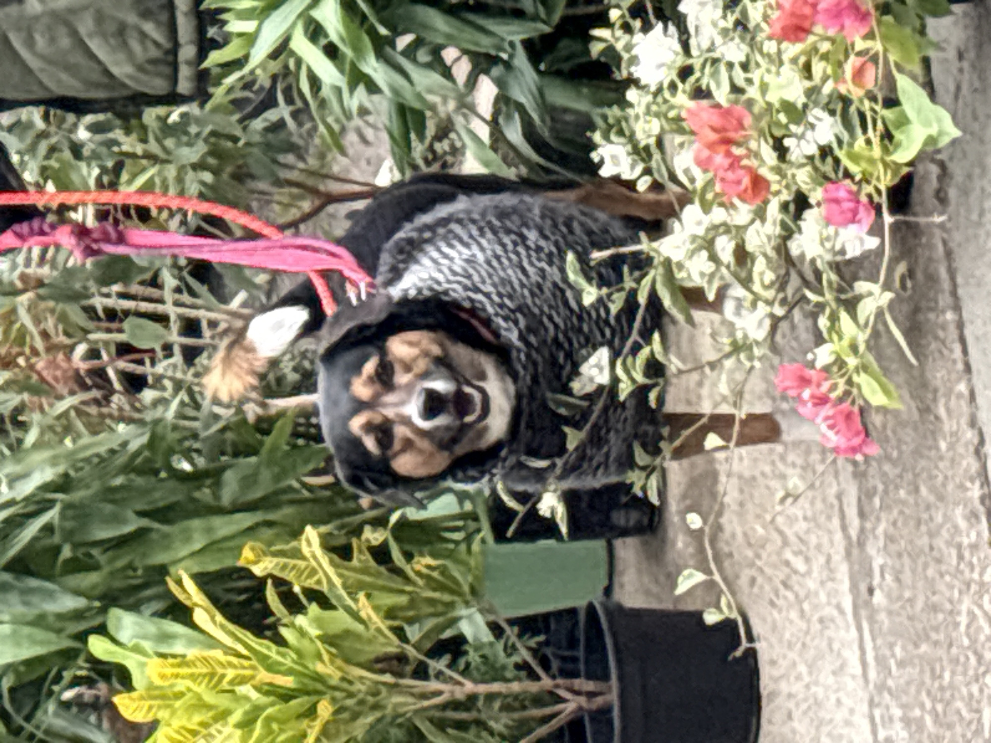 In São Paulo, Brazil, a medium-sized dog stands outdoors among plants. The dog has black, brown, and white fur and is wearing a patterned grey sweater. It is looking forward with its mouth open, as if panting or smiling. A pink and red leash is attached to its collar, extending upwards and out of frame. The dog is positioned in the center of the image, with various plants and potted vegetation surrounding it. The ground appears to be a paved surface. In the foreground, there are blooming pink and white flowers. In the background, dense green foliage and plants are visible, some in pots. The overall scene suggests an outdoor environment, possibly a nursery or garden center.