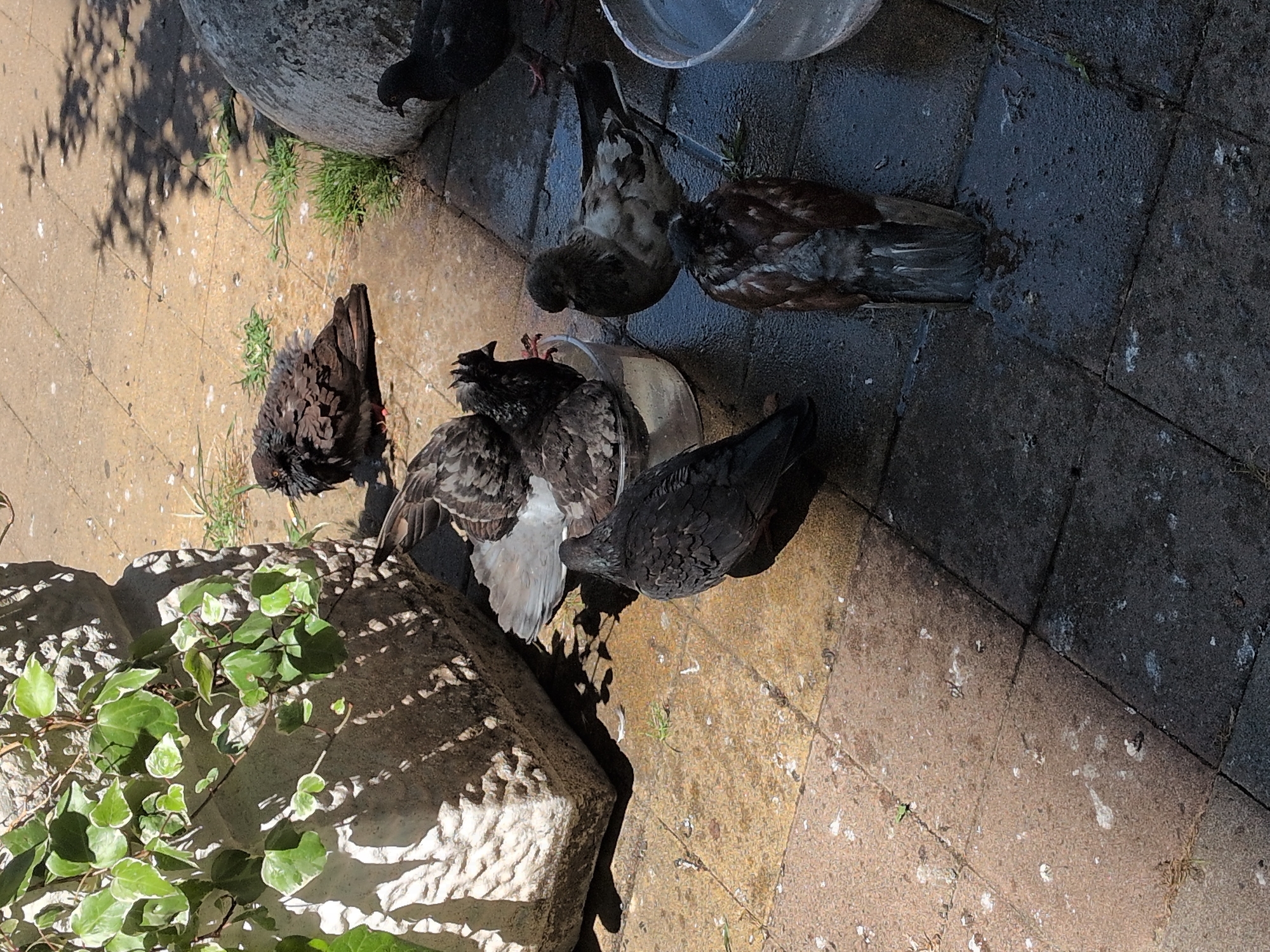 A flock of pigeons is gathered on a paved area, likely an outdoor patio or walkway. The scene is bathed in bright sunlight, casting dappled shadows from nearby foliage and a large, round object, possibly a planter or decorative sphere. The paving stones are varied in color, ranging from a light beige to a darker, wet-looking gray. The pigeons, with their characteristic iridescent neck feathers and mottled gray and brown plumage, appear to be foraging or resting.
Several pigeons are visible in various states of activity. One pigeon, mostly dark with iridescent green and purple neck feathers, is partially obscured by the large round object. Another, with predominantly brown and gray feathers, is pecking at the ground. A third, a darker pigeon with intricate feather patterns, stands near a clear plastic bowl, suggesting a water source or food. A larger, dark pigeon with gray and white wing patterns is also present, looking downwards.
The ground is somewhat uneven and shows signs of wear, with small patches of grass growing between the stones and scattered white specks, likely bird droppings. The presence of ivy growing on a rough-textured, light-colored structure in the foreground adds a touch of natural greenery to the otherwise urban setting. The overall impression is a snapshot of urban wildlife interacting with its environment on a sunny day. The lighting suggests it is daytime, and the wet appearance of some paving stones might indicate recent rain or a cleaning. No text is visible in the image.