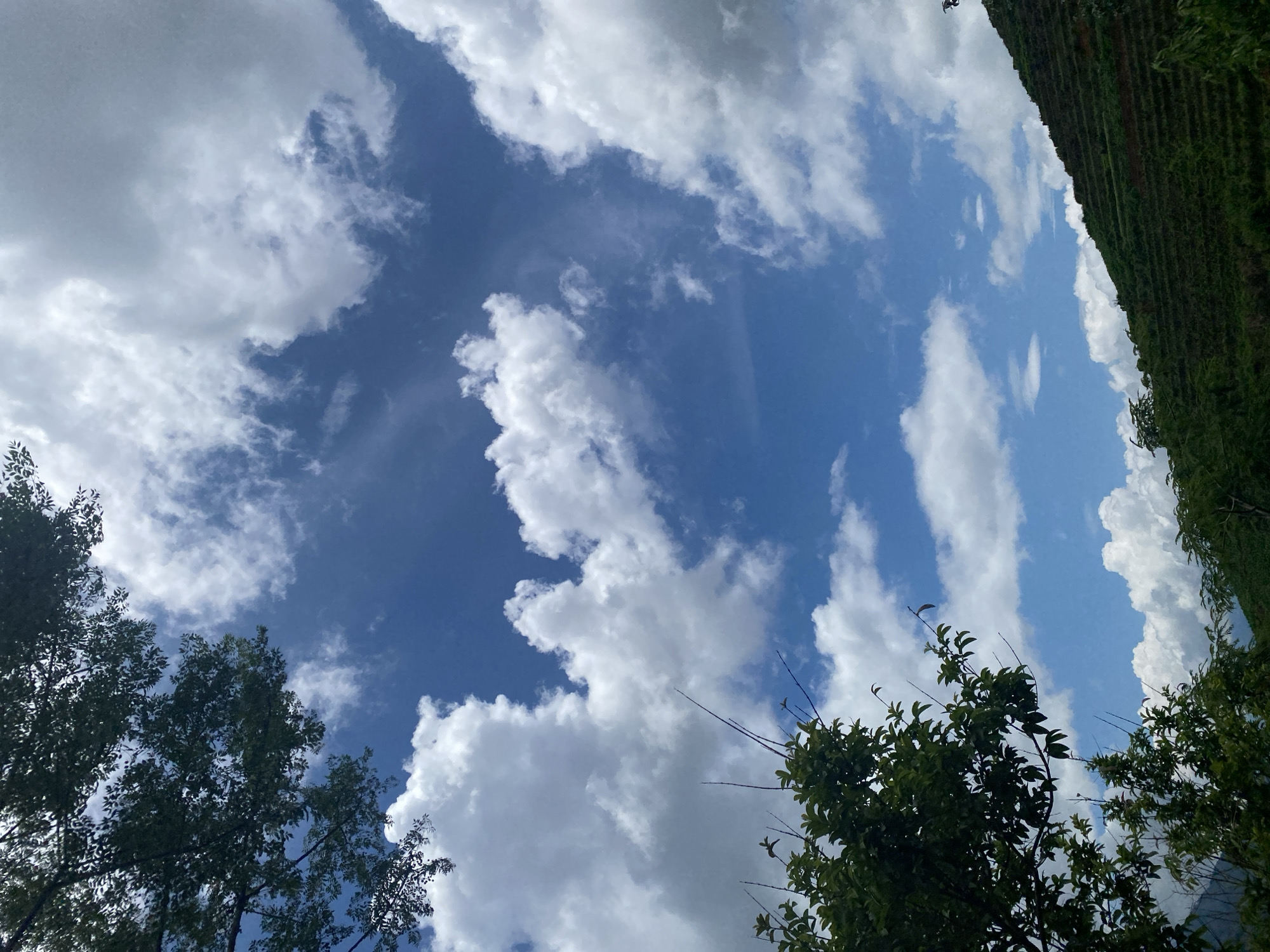 The image displays a vibrant natural landscape in Dế Xu Phình, Vietnam, under a bright blue sky. Numerous white cumulus clouds of varying sizes are scattered across the sky. Dark green foliage from trees and bushes frames the upper left and lower left portions of the image, with several slender branches extending upwards from the lower vegetation. On the right side of the frame, a steep hillside is prominently featured, characterized by uniformly dark green agricultural terraces that ascend from the mid-right towards the upper right horizon. No human subjects, animals, or artificial structures are visible within the scene.