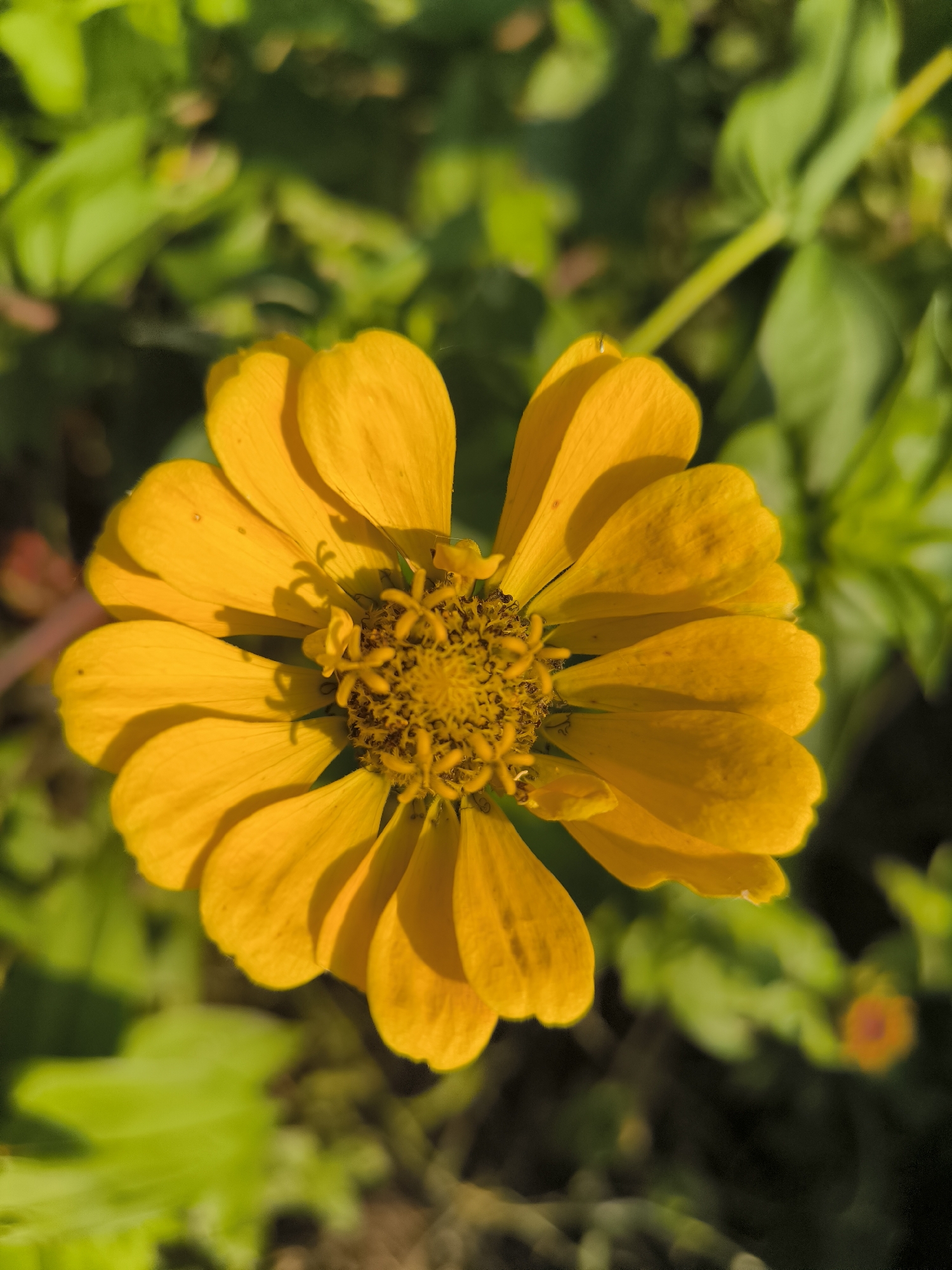 The image is a close-up, overhead shot of a bright orange zinnia flower in full bloom. The flower's petals radiate outwards from a central, textured disc. The background is a soft blur of green foliage, suggesting an outdoor garden setting. The lighting appears to be natural sunlight, casting subtle shadows on the petals. There are no people or man-made objects visible in the frame, making the image a pure focus on the natural beauty of the flower. The specific location within Nizhniye Vyazovye, Russia cannot be determined from the visual information provided.