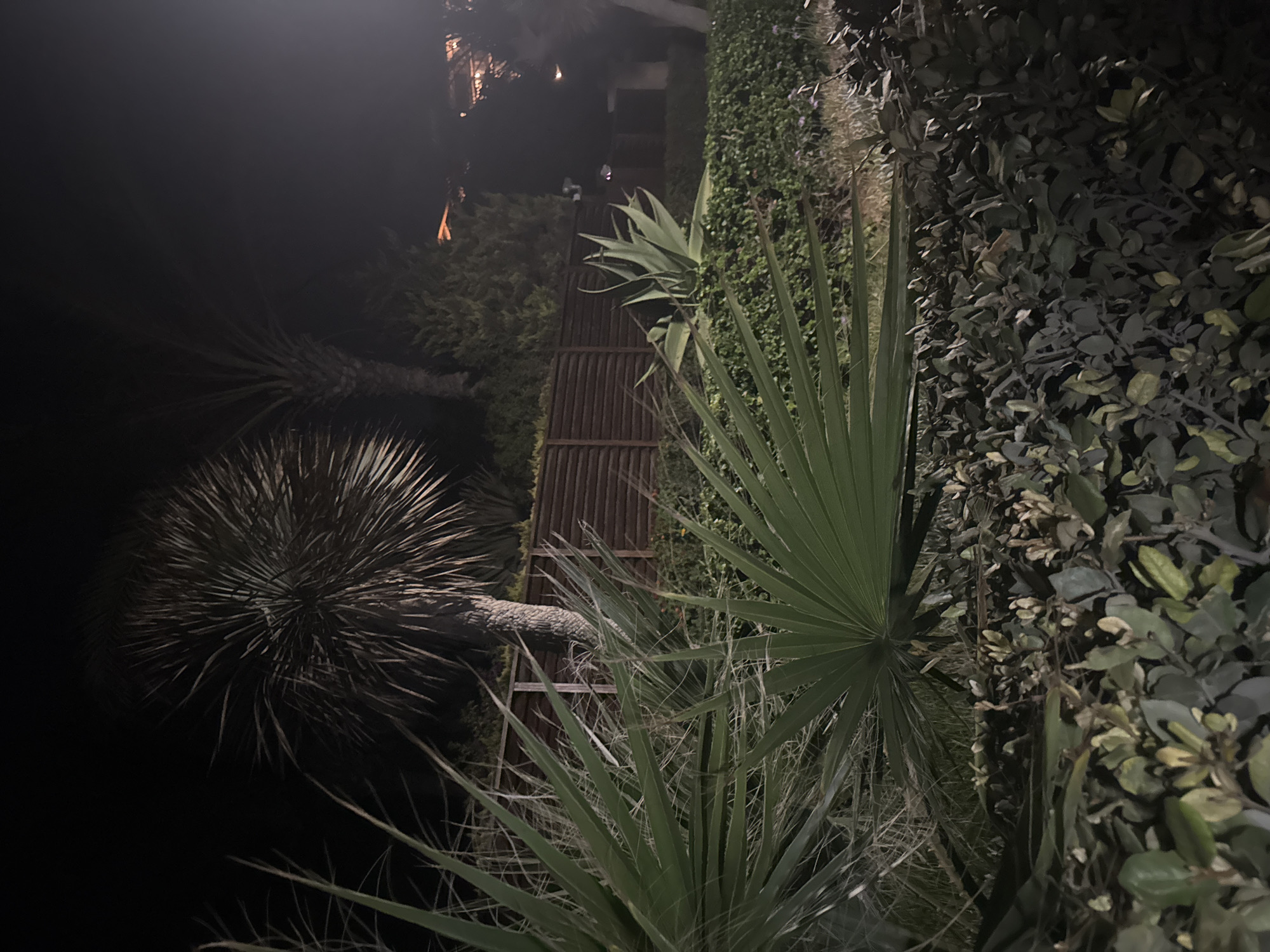 The image captures a night scene of a garden area, likely in Agios Tychona Community, Cyprus, with lush vegetation dominating the foreground and midground. A large palm tree with spiky fronds is prominent on the left, with another palm tree visible further back. A wooden fence runs horizontally across the midground, separating the garden from a more manicured area with greenery and what appears to be some distant structures with illuminated windows, suggesting residential or commercial buildings. The lighting appears to be artificial, possibly from streetlights or property illumination, casting a dim glow and creating shadows. The overall impression is one of a tropical or Mediterranean garden at night, possibly a resort or private residence.