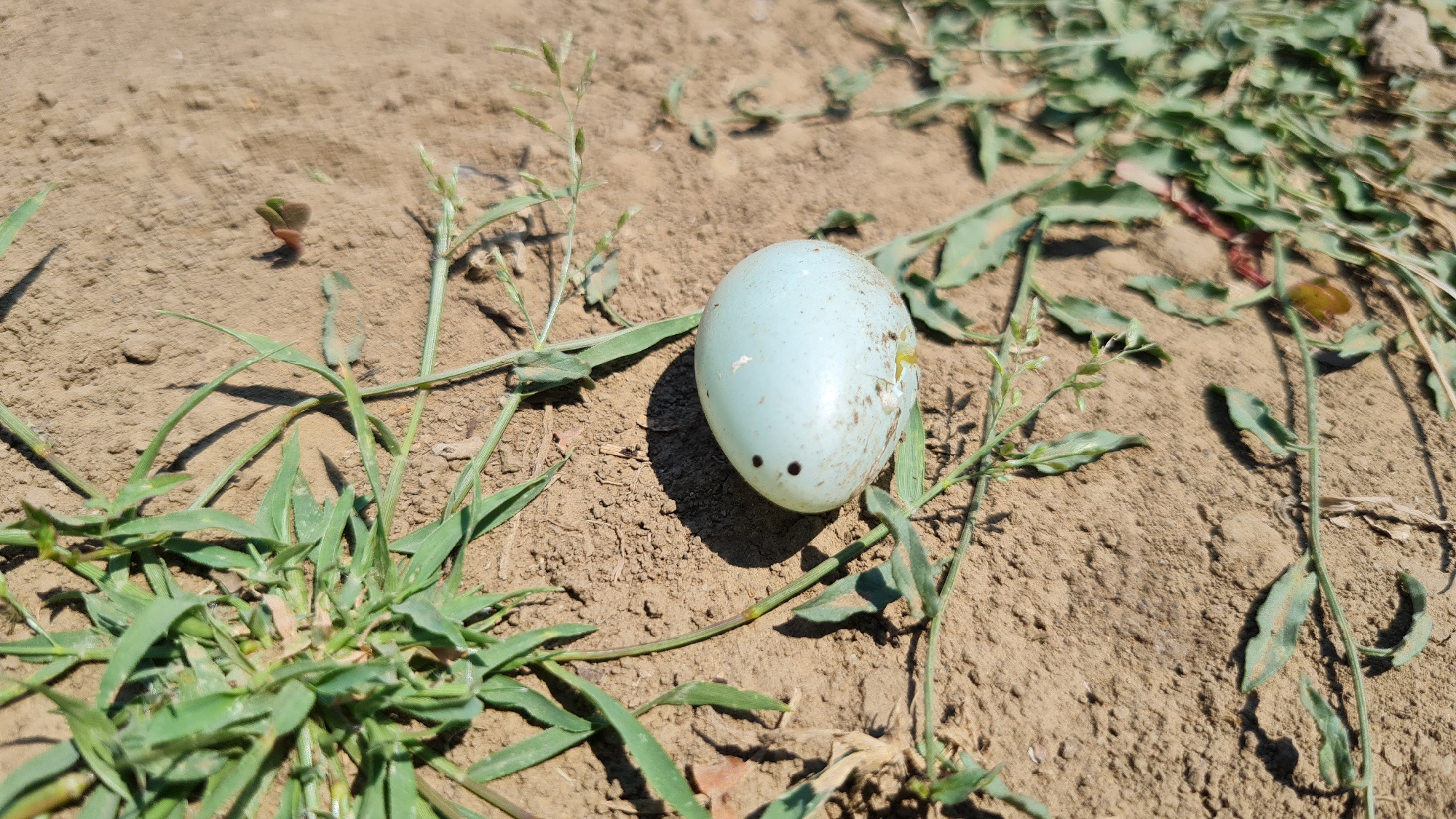The image shows a broken bird's egg lying on dry, cracked earth. The egg is pale blue with speckles and has a visible crack near the top. Small, dry green plants are scattered around the egg and in the background. The scene appears to be outdoors under bright sunlight, as evidenced by the strong shadows. The location is identified as Salhany, Ukraine.