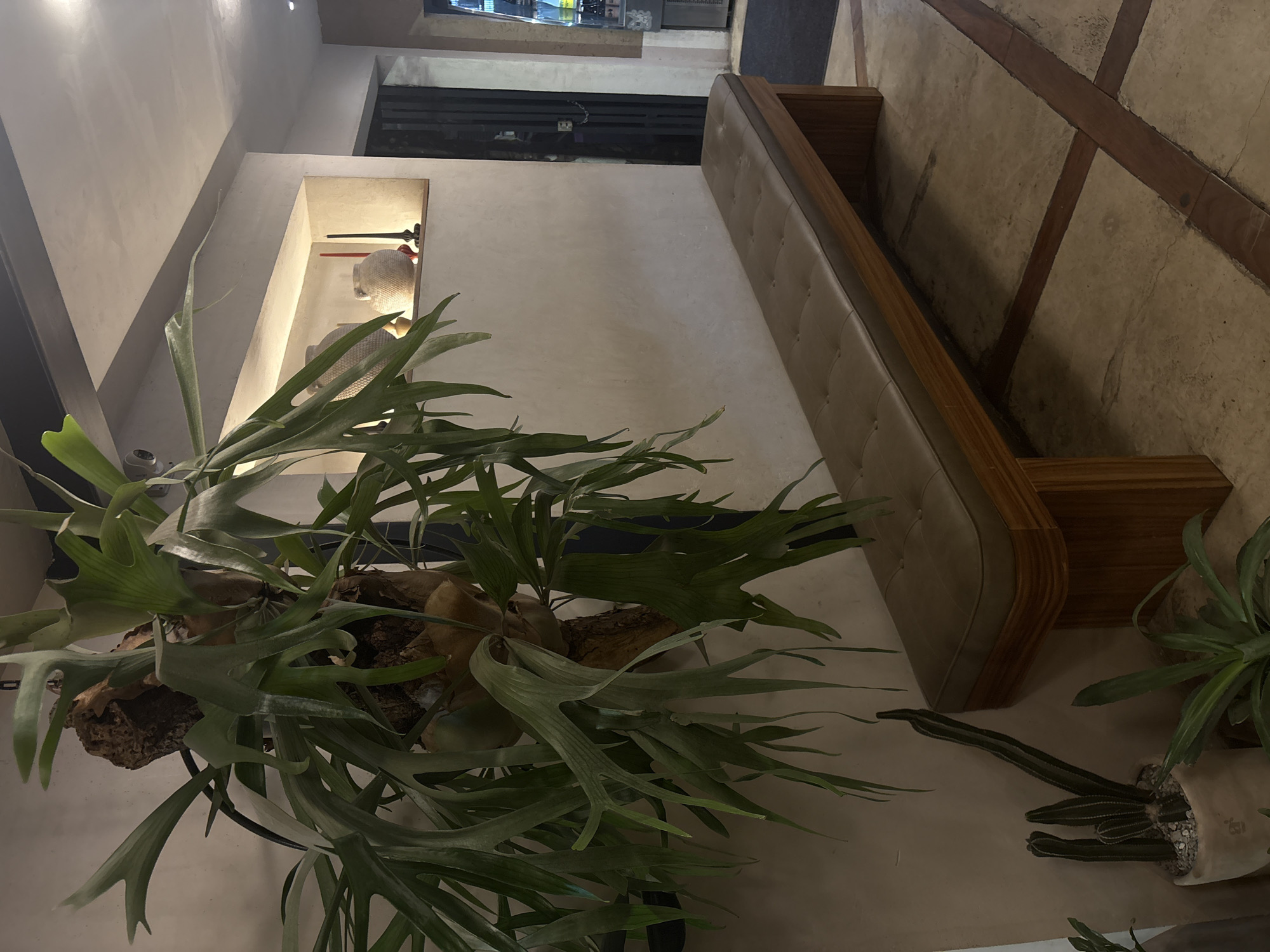 The image depicts an interior scene in San Andrés Cholula, Mexico, featuring a built-in couch with a light-colored tufted back. The couch's frame is wooden. Adjacent to the couch, on the left, is a large staghorn fern mounted on a piece of wood. To the right of the couch, there are various potted plants including cacti. The floor is covered in a textured tile pattern with cross-hatched wooden inlays. There's a recessed shelf in the wall behind the fern, containing decorative items. A dark-colored window or doorway is visible above the couch.