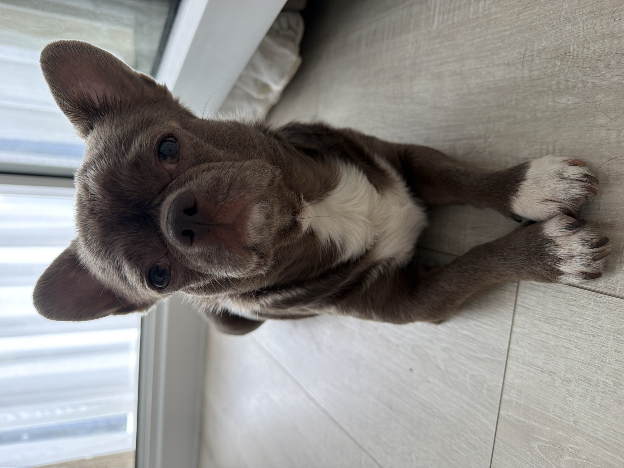 A brown and white dog lies on a light-colored wooden floor near a window. The dog is facing the camera with its head tilted slightly. Its paws are crossed. The dog has large ears. The scene is indoors. There is no indication of Votkinsk, Russia.