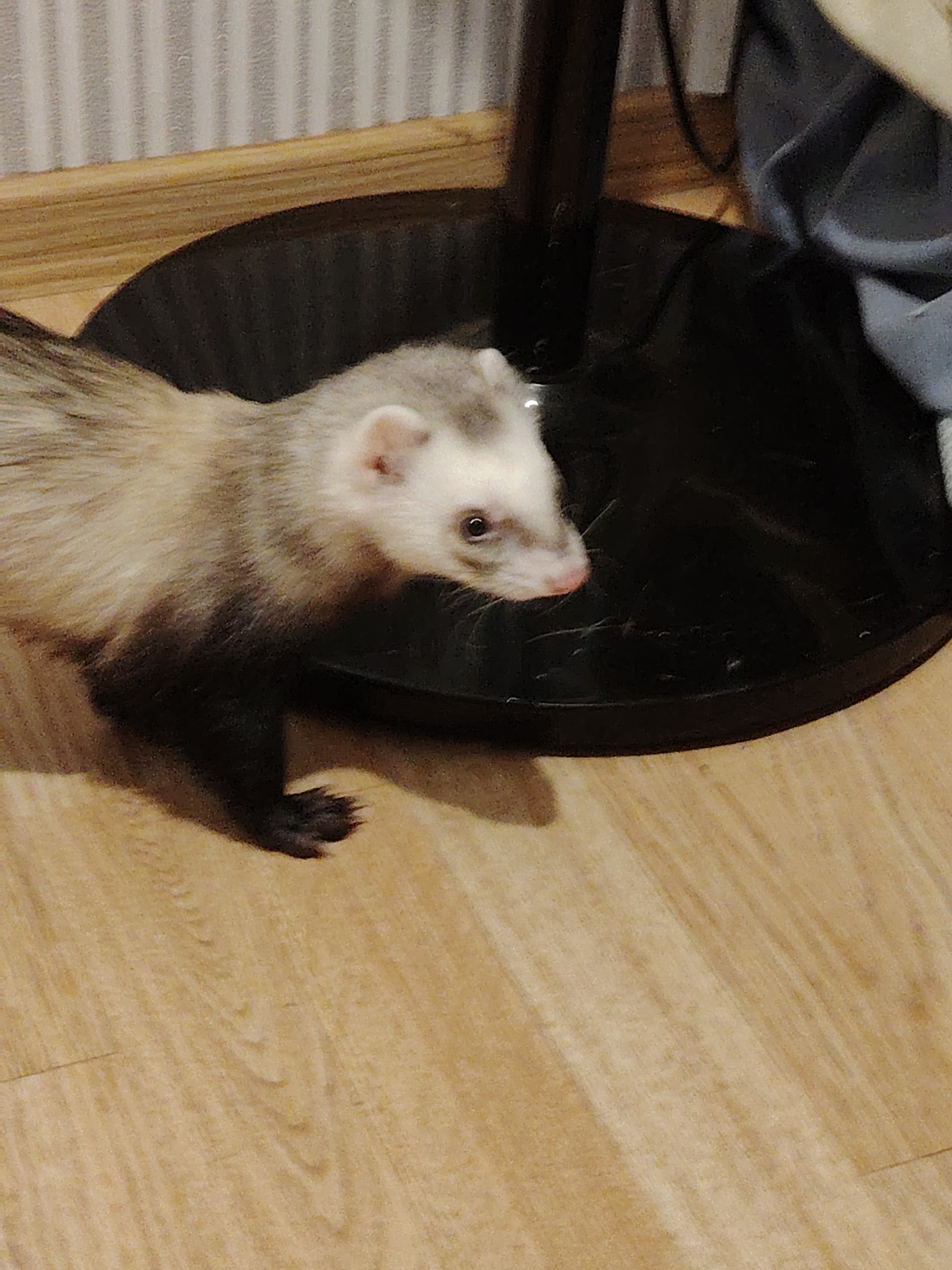An indoor shot shows a ferret walking on a wooden floor next to a black, circular object which appears to be the base of a fan. The ferret is light brown and white with dark brown legs and tail. The background features vertical striped wallpaper and a dark blue fabric draped over an unseen object. The scene is lit by artificial light.