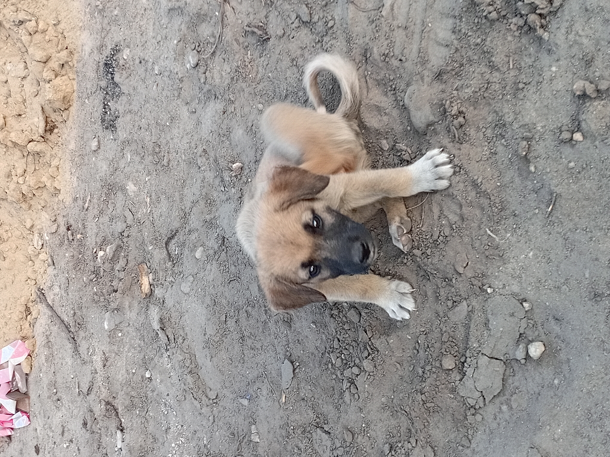 A light brown puppy with dark markings around its eyes and nose is sitting on dry, dusty ground. The puppy is facing the camera and appears to be looking directly at it. Its tail is curled up over its back. The ground is a mixture of dirt and small pebbles, with some larger rocks and debris scattered around. In the upper left corner of the image, there is a pile of pink and white material, possibly construction debris. The scene is outdoors, and the lighting suggests it is daytime. The location is described as Semey, Kazakhstan.