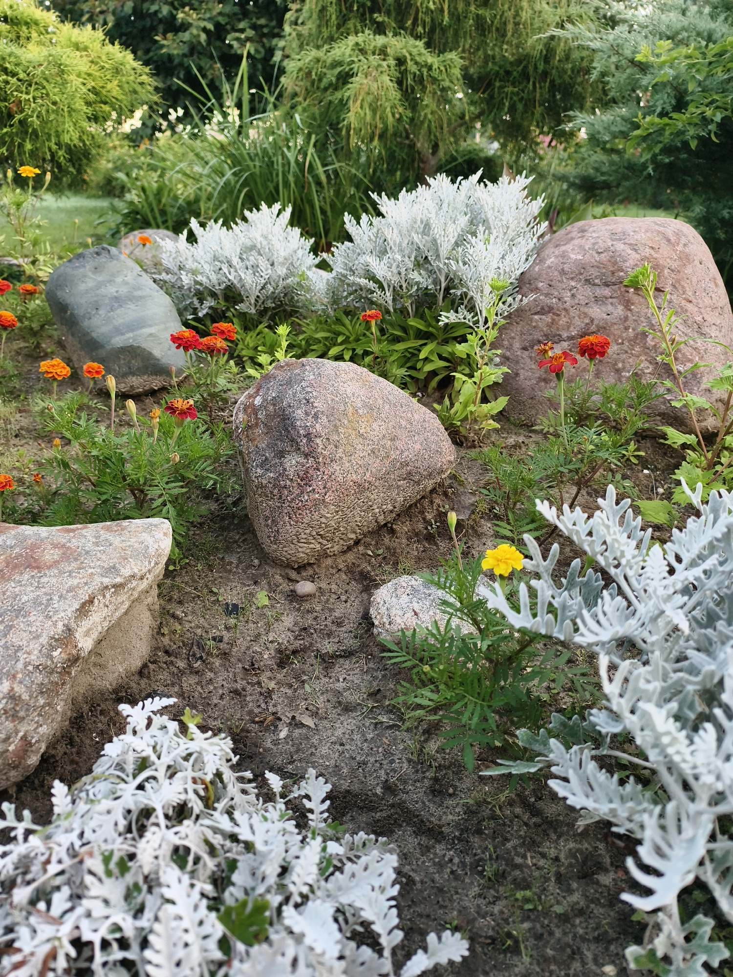 The image depicts a close-up view of a garden bed in Tczew, Poland. The foreground is dominated by large, greyish-brown rocks and several plants with feathery, silver-white foliage. Small, bright orange marigold flowers are interspersed throughout the garden bed, with a single yellow marigold visible on the right side of the image. In the background, lush green foliage from trees and shrubs creates a dense backdrop. The ground appears to be dark soil with some scattered debris. The lighting suggests it is daytime, possibly late afternoon, with soft shadows. No people or animals are present in the scene.