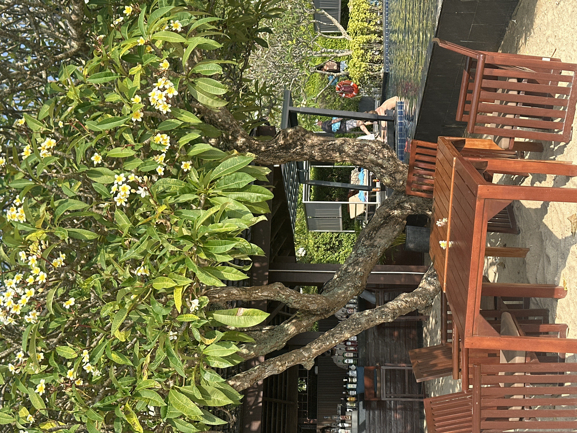 The image depicts an outdoor scene at a location in Baan Taling Ngam, Thailand. A frangipani tree with white and yellow flowers occupies the left portion of the frame. Its trunk and branches intertwine and extend towards the right, partially obscuring a bar area with shelves displaying various bottles. In the background, people are visible near a pool. A dark-wood outdoor table and chairs are positioned to the right of the tree.