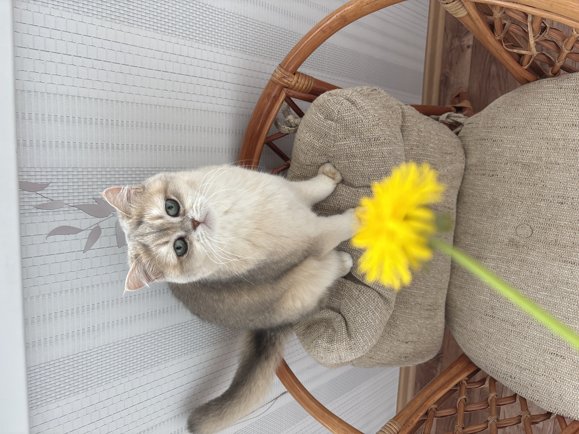 A cat sits on a cushion in a wicker chair. A dandelion flower is positioned near the cat's face. The location is Chaikovsky, Russia. The background includes a patterned window blind and a wooden floor.