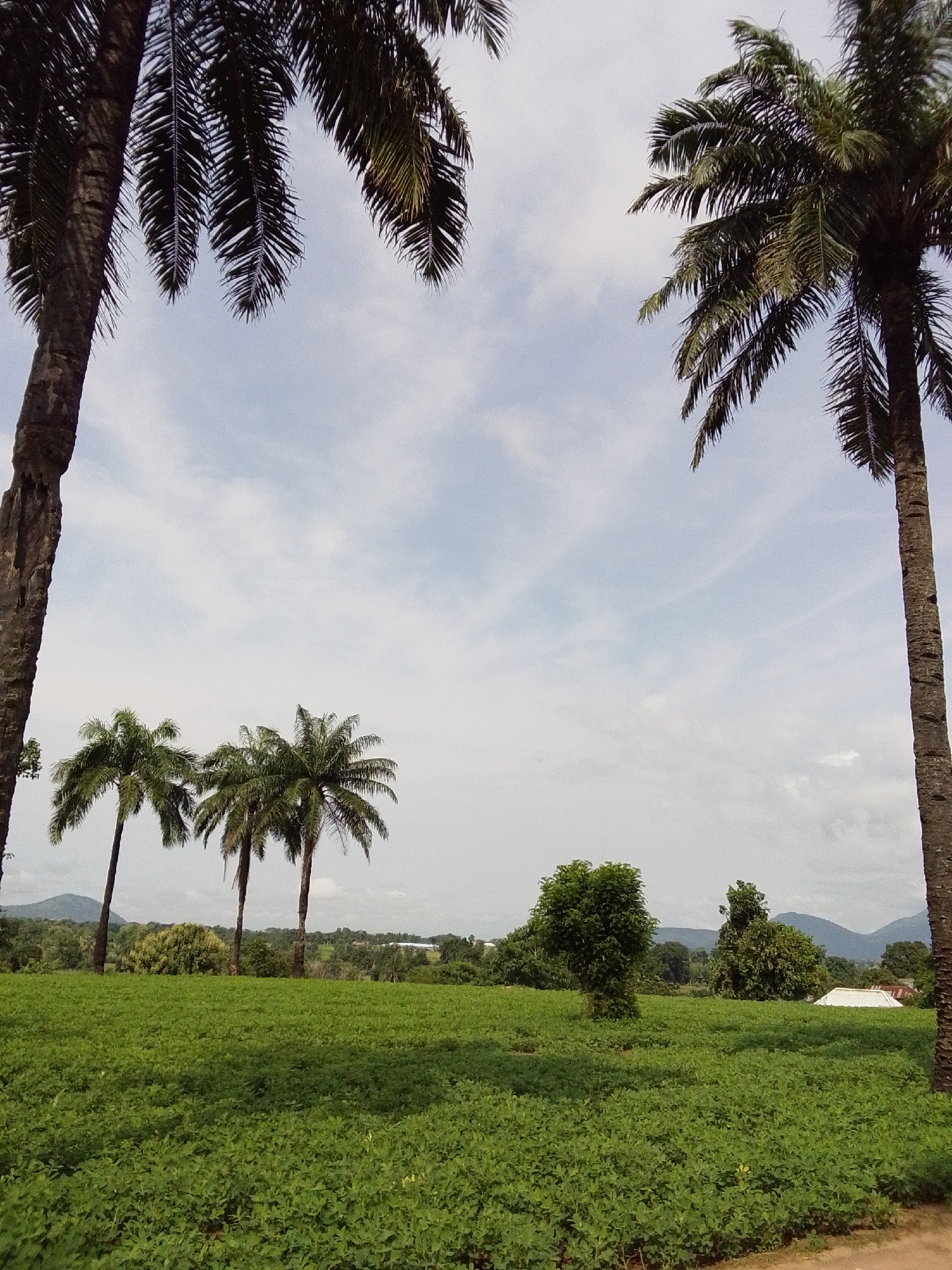 This image depicts a lush, green field of crops under a partly cloudy sky. In the foreground, a dense carpet of low-lying green plants stretches across the landscape. Dominating the scene are several tall palm trees, their fronds creating a textured canopy against the sky. In the middle ground, more palm trees are visible, as well as a cluster of deciduous trees and a solitary, rounded tree. The background reveals a gently rolling landscape with distant hills or mountains. A white-roofed structure is partially visible among the trees. The image captures a rural or semi-rural environment, likely in Serti, Nigeria, characterized by its agricultural fields and abundant tropical vegetation. The lighting suggests it is daytime, with the sun casting subtle shadows. There are no people or animals visible in the frame.