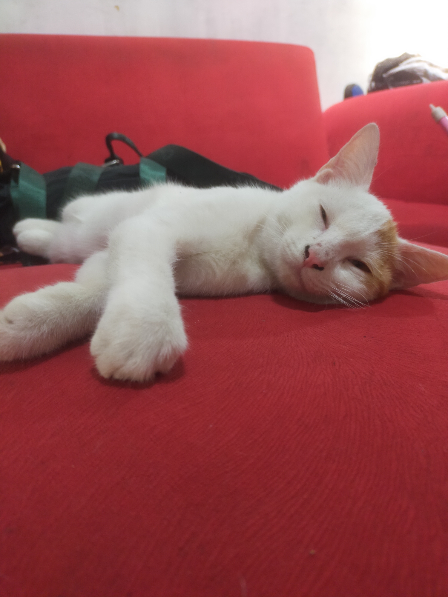 A white cat with orange markings on its head is sleeping on a red sofa. The cat is lying on its back with its paws extended. In the background, there is a black bag with green straps. The scene is indoors and appears to be in a residential setting. The lighting is dim, casting soft shadows on the cat and the sofa. The overall impression is one of domestic tranquility. The location of Bantul, Indonesia is not depicted in the image.