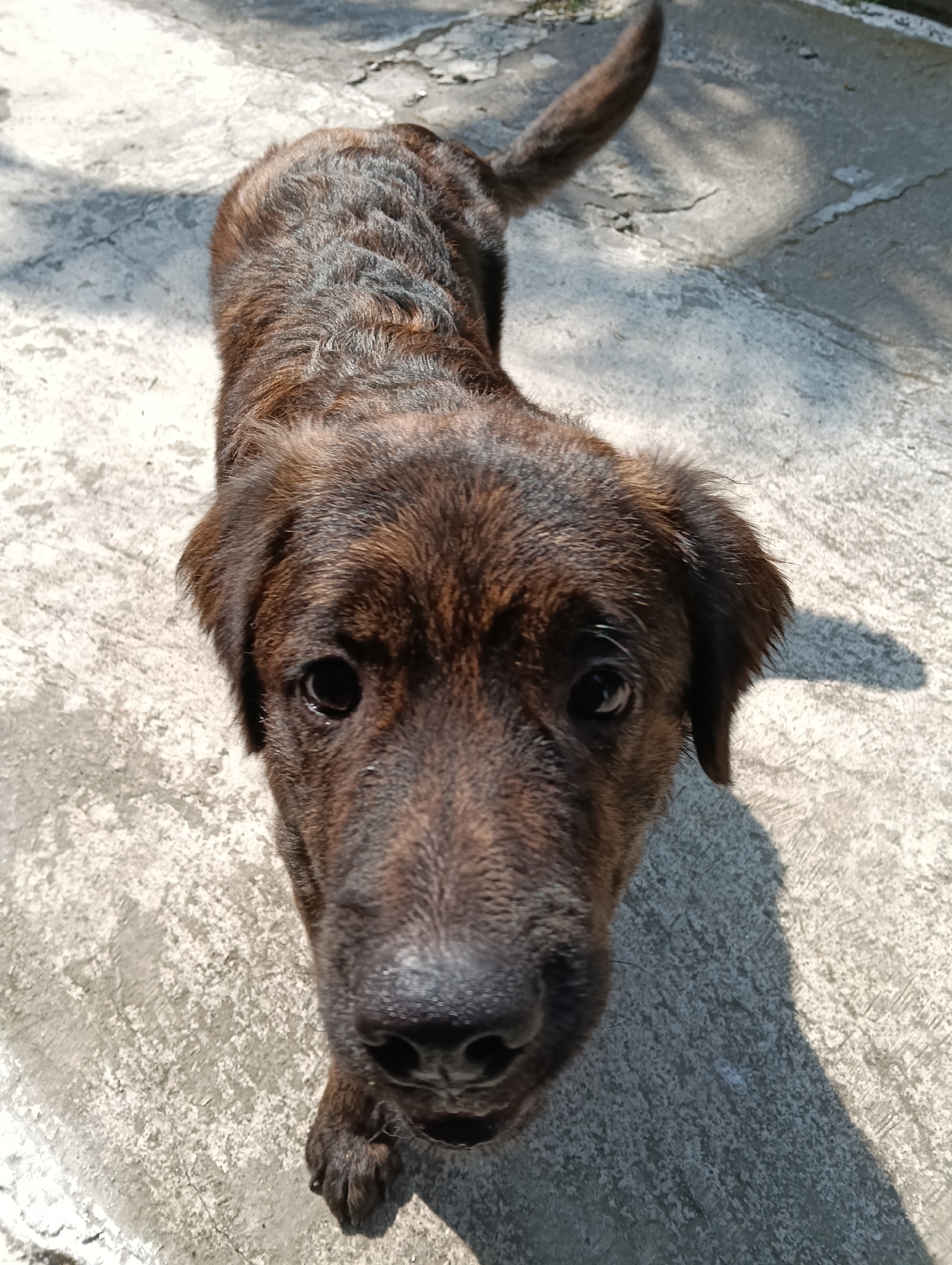 A medium-sized, dark brown brindle dog is standing on a concrete surface outdoors, looking directly at the camera. The dog's fur is short and appears somewhat wet or matted in places. Sunlight casts a shadow of the dog onto the concrete to its right. The environment suggests a public or residential outdoor space, possibly a yard or alleyway, with some debris or texture variations in the concrete. The scene appears to be in a tropical or subtropical climate due to the quality of light and shadow. The location in Banjarnegoro, Indonesia, implies a warm and humid environment. There are no people visible in the image.