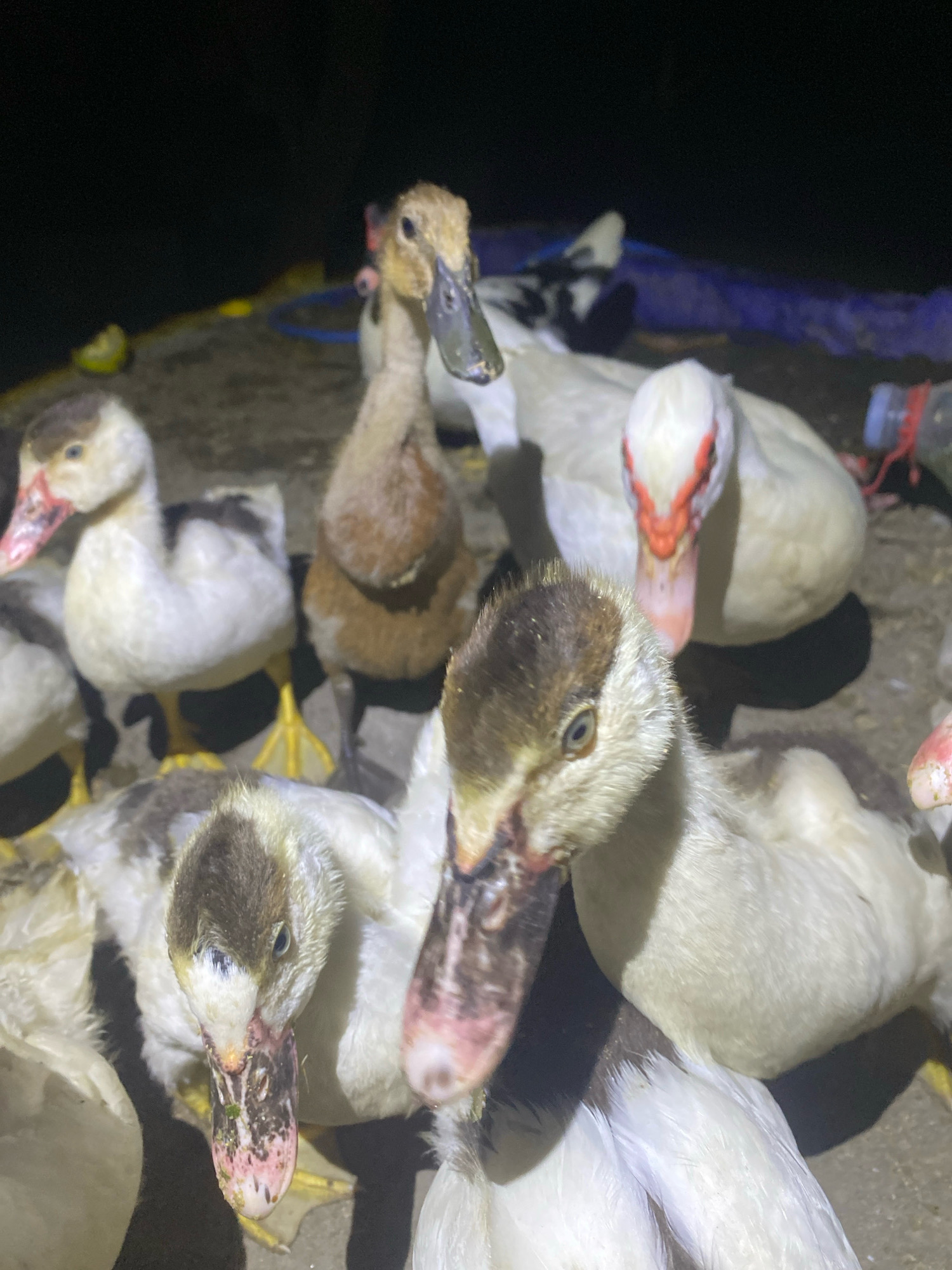 A group of ducks are gathered on a dark, outdoor surface, possibly dirt or a paved area. The lighting suggests it is nighttime, with a flashlight or artificial light source illuminating the scene from the front, casting shadows. In the background, a blue net or tarp is visible, along with some red and white plastic bottles. Several ducks are in focus, with one in the foreground displaying a dark and pink beak, possibly with some green matter on it. Another duck behind it has a lighter beak and white and brown plumage. Further back, a duck with a predominantly white body and red markings around its face is clearly visible. The environment appears to be an outdoor enclosure or farmyard, possibly in Plosoklaten, Indonesia, given the context provided.