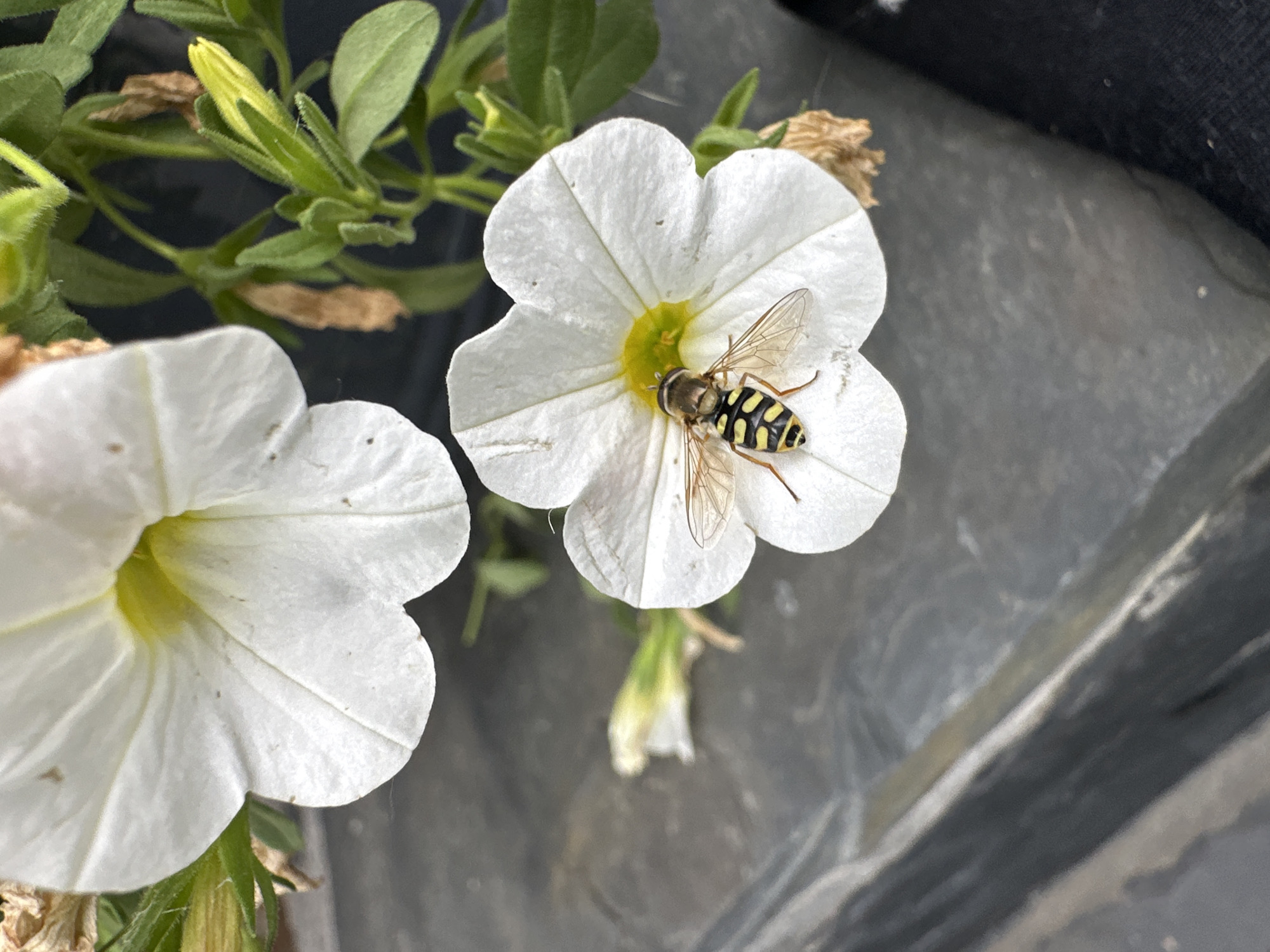 A hoverfly with a black and yellow striped abdomen is resting on a white petunia flower with a yellow center. The flower is located in the foreground, partially obscuring a dark, textured surface that appears to be plastic. In the background, another white petunia flower is visible, along with green leaves and some dried brown plant matter. The scene is likely outdoors, possibly in a garden or on a balcony, as indicated by the presence of plants and the natural lighting. The image does not provide any information about the city of Здоровье-3 Снт, Russia.