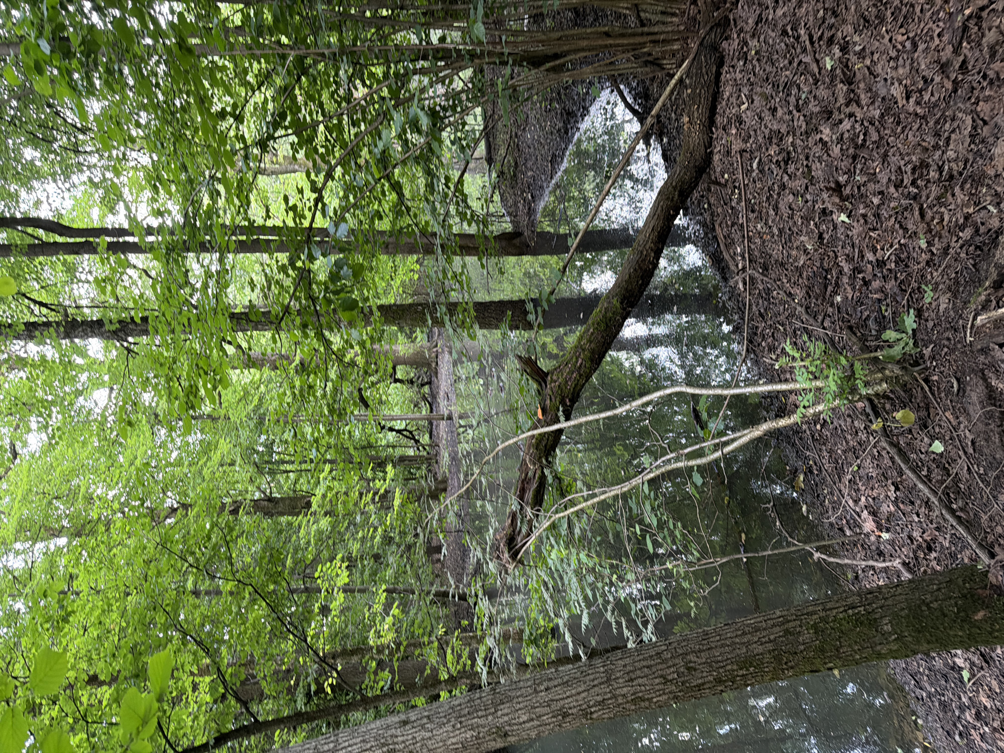 The image depicts a dense forest scene with a body of water. Tall trees with lush green foliage dominate the landscape, creating a canopy overhead. The water appears still, reflecting the surrounding trees and sky. Fallen leaves and branches are scattered on the ground, indicating a natural, undisturbed environment. A fallen tree trunk spans across a section of the water, adding to the rustic ambiance. The overall impression is one of a secluded and tranquil woodland area. There are no people or animals visible in the image. The image does not contain any discernible elements that would suggest a specific location within Moscow, Russia.