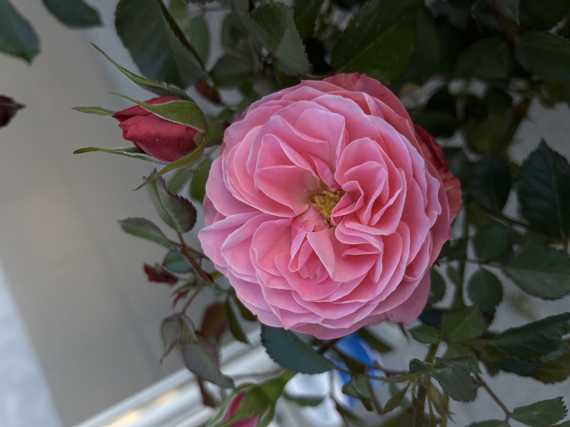 A close-up shot of a pink rose in full bloom with a smaller rosebud to the left, both surrounded by green leaves. The background appears to be a light gray wall with a hint of window framing visible. The location, Skutare, Bulgaria, cannot be verified from the image alone.