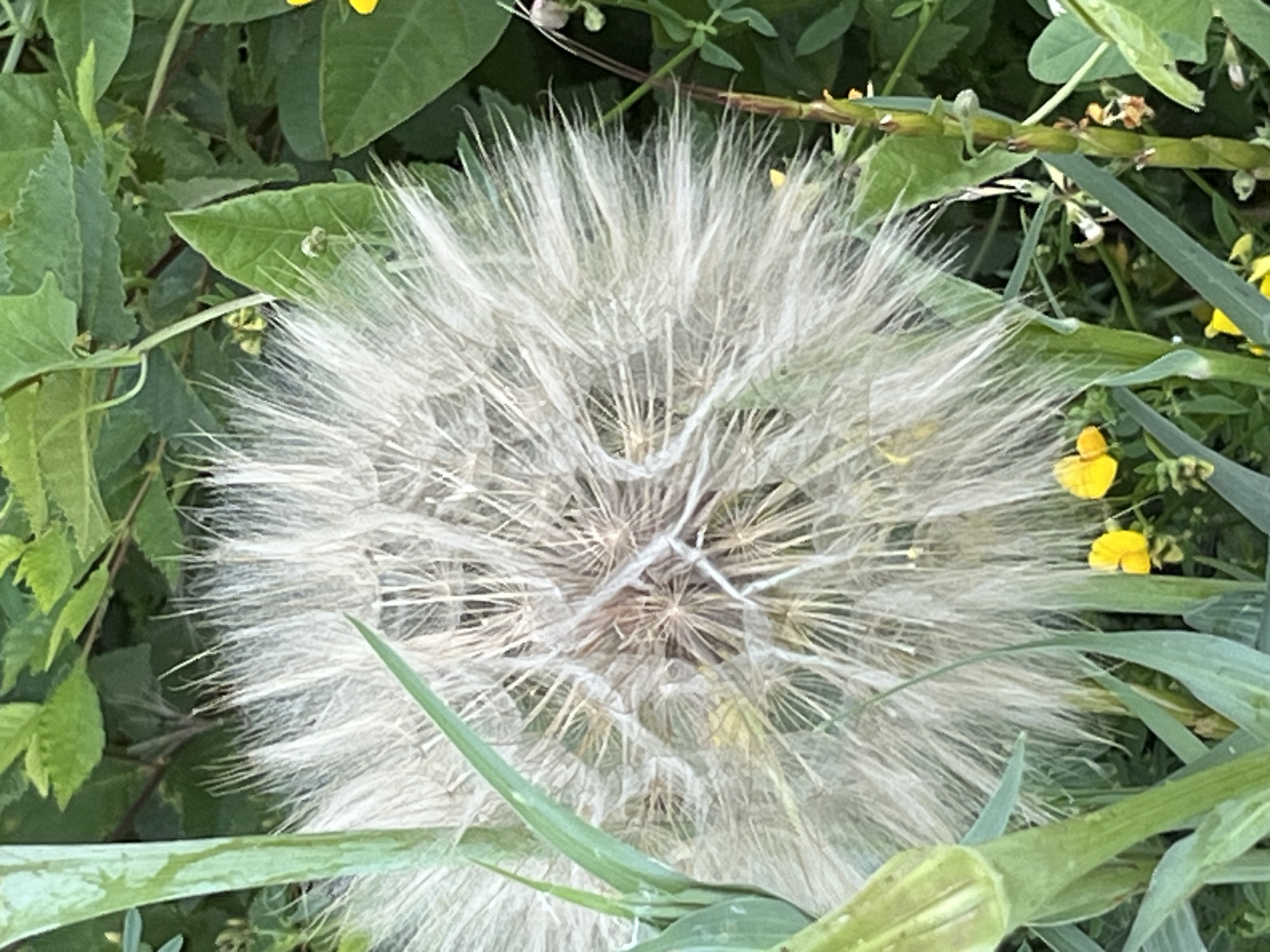 A close-up, vertical shot captures a large, fluffy white seed head of a plant, possibly a dandelion or salsify, dominating the center of the frame. The seed head is surrounded by lush green foliage and stems, with a few small yellow wildflowers scattered throughout. The background is a blur of green leaves and stems, suggesting an outdoor natural setting. The lighting appears to be natural daylight. No people or animals are visible in the image. The scene is likely located in a garden or a natural area within Shyroka Dacha, Ukraine, given the context.