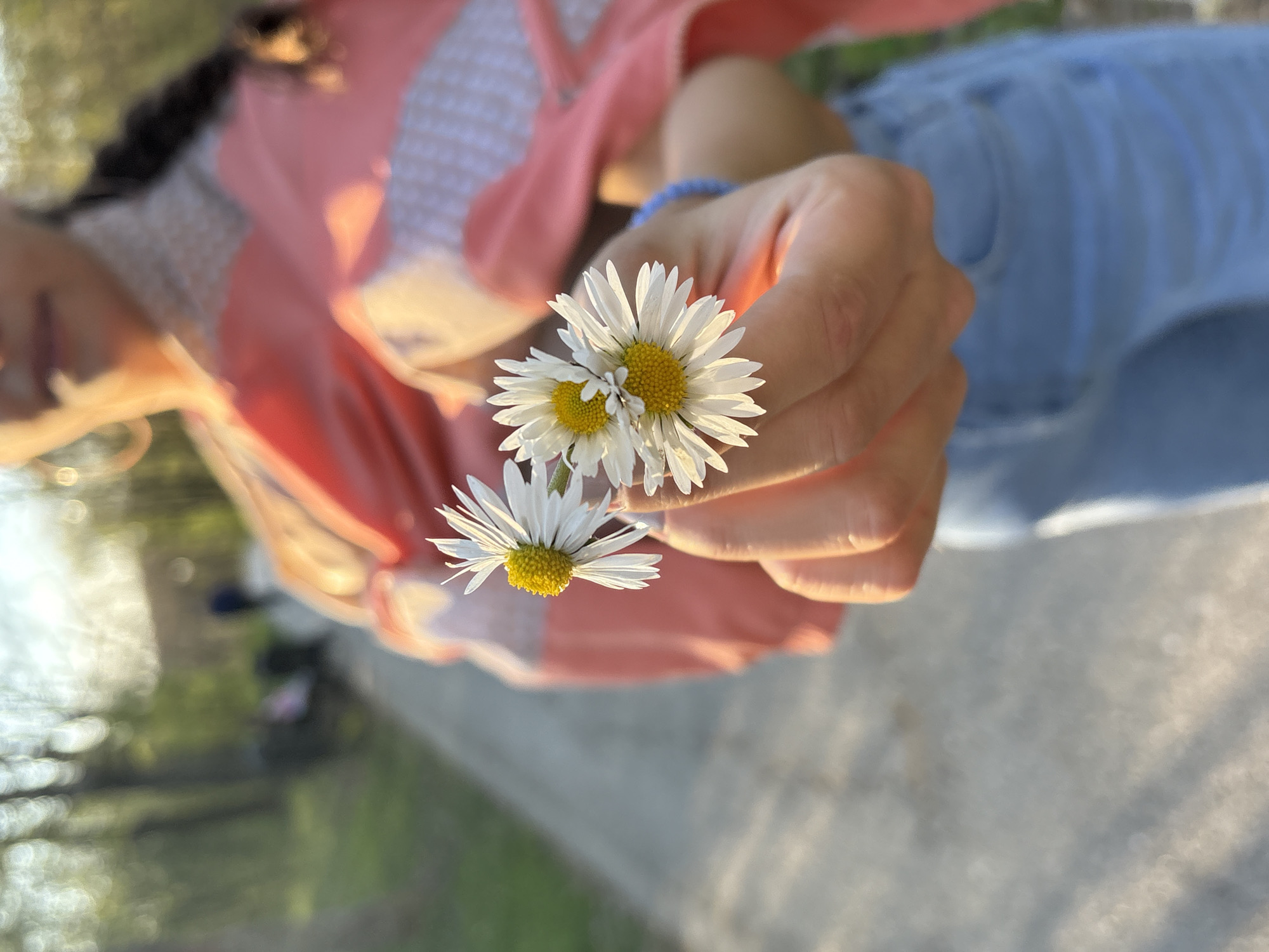 A person holds three daisies in their hand. The person is wearing a pink and white shirt, blue jeans, and a blue bracelet. The background is blurred, but appears to be a park or outdoor setting. It is not possible to determine if the location is in Kragujevac, Serbia.