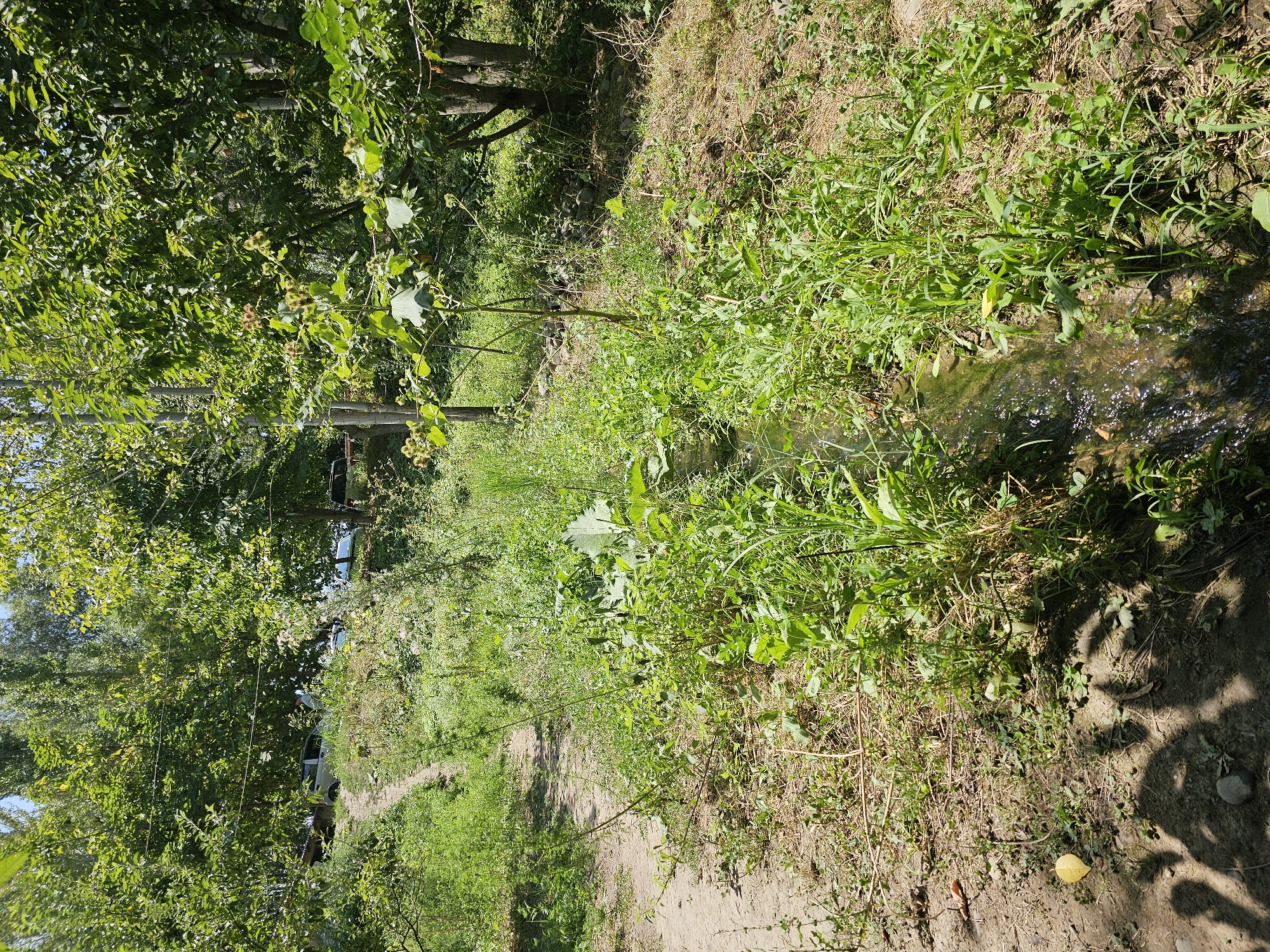 The image depicts a narrow, dirt pathway winding uphill through a densely vegetated area. To the right of the path, a shallow stream flows, bordered by lush green grass and various plants, some with prominent leaves. The environment appears natural and somewhat wild, with trees forming a canopy overhead, casting shadows on the ground. In the background, several vehicles are visible parked on the slope above the pathway, suggesting human presence and proximity to a populated area. The overall scene suggests an outdoor location, possibly a rural or semi-rural setting within the city of Ден-Булак 2, Kyrgyzstan.
