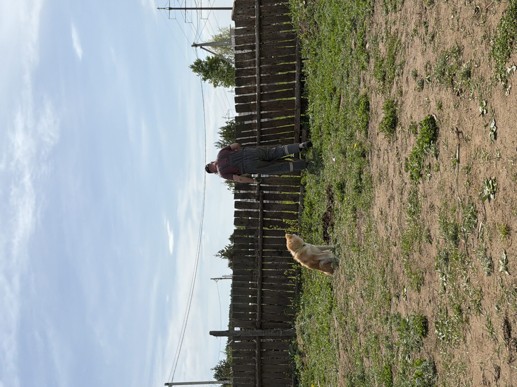 A man is working near a wooden fence in a grassy area. A light-colored dog is sitting on the grass near the fence. Power lines are visible above the fence. The sky is partly cloudy. This scene appears to be in Chaikovsky, Russia.