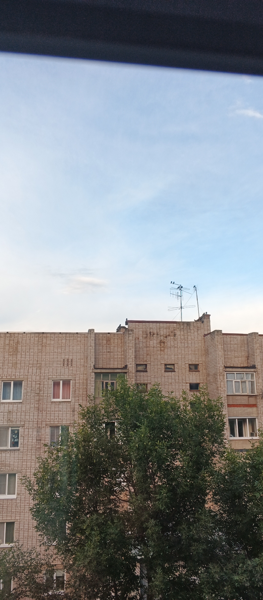 The image shows a close-up view of a light-brown brick apartment building in Izhevsk, Russia, with a large green tree in the foreground obscuring some of the lower floors. The sky above is a pale blue with thin, wispy clouds. A television antenna is mounted on the roof of the building, with several birds perched on it. The building has numerous windows, some of which are clearly visible, while others are partially hidden by the tree's foliage. The architecture suggests a Soviet-era construction, common in many Russian cities like Izhevsk. The overall scene depicts an urban residential environment on an overcast day.