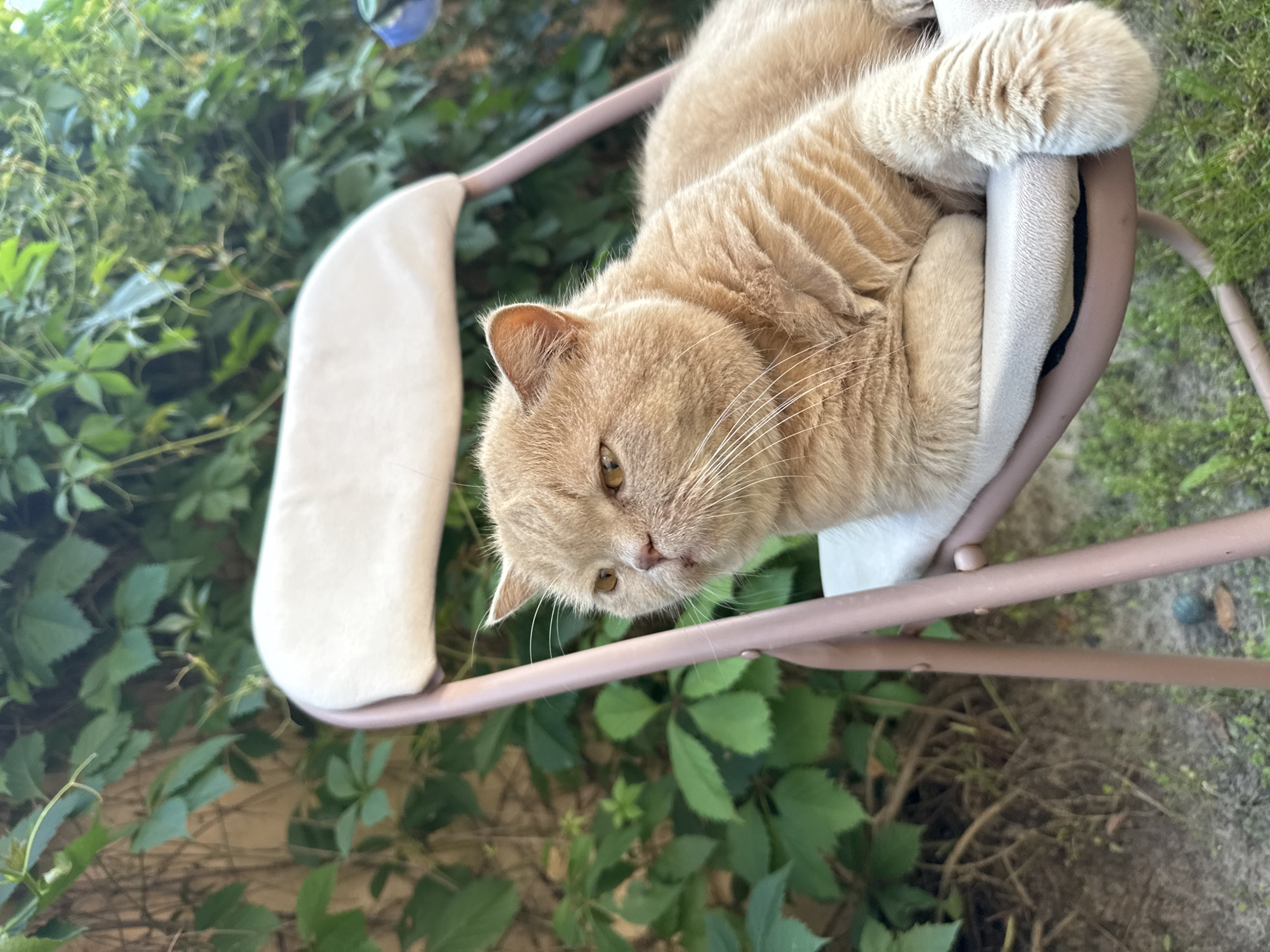 A fluffy, light orange cat with yellow eyes is sitting on a light beige folding chair outdoors. The cat is lying down with its front paws crossed. The chair has a light pink metal frame and the seat and back are made of beige fabric. The background is out of focus and consists of lush green foliage, suggesting an outdoor setting with plants and vines. The ground in the foreground is a mix of dirt and grass. The lighting suggests it is daytime.