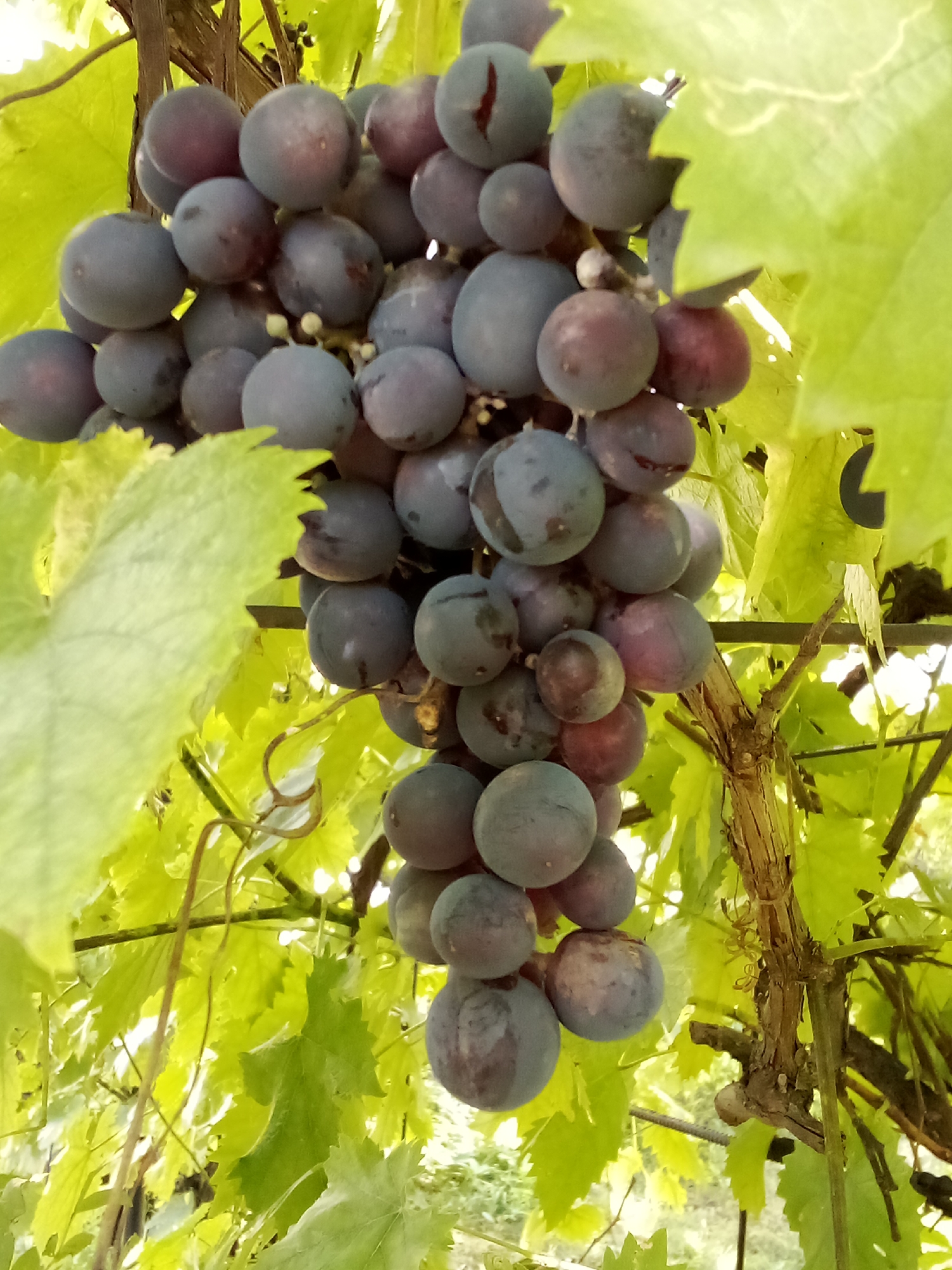 A close-up, eye-level shot captures a bunch of dark, ripe grapes hanging from a vine amidst vibrant green grape leaves. The grapes are plump and round, with some showing a deep purple hue and others a lighter, almost bluish-grey color, suggesting slight variations in ripeness or light reflection. A few of the grapes have split open, revealing their juicy interiors. The vine itself is woody and textured, with tendrils curling around the branches. The background is a blur of more green leaves and dappled sunlight, creating a sense of depth and a natural outdoor setting. The image does not depict any specific landmarks or features that would allow for precise location identification within Chemerivtsi, Ukraine; it is a general, natural scene of a grape vine.