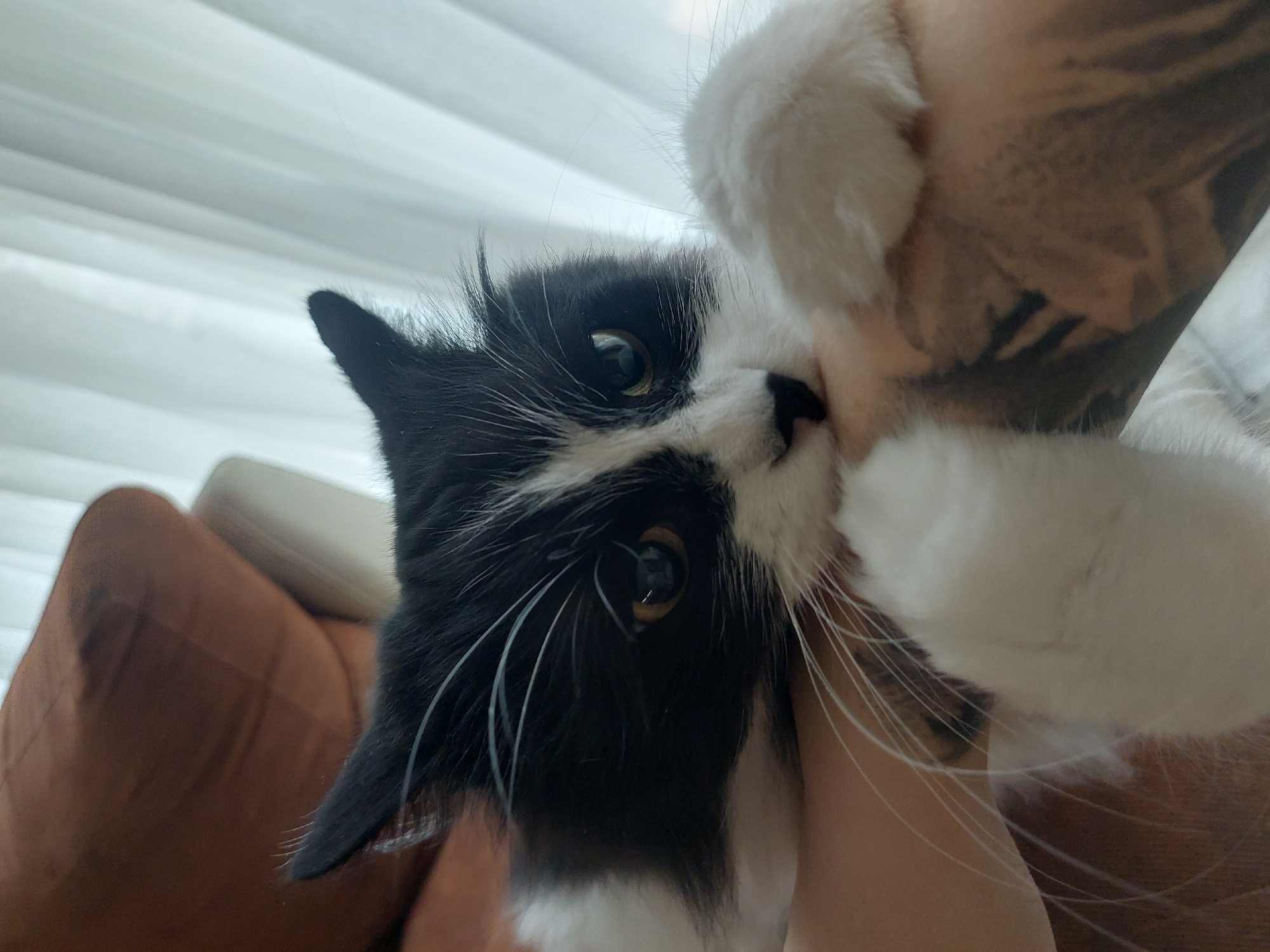 A black and white cat is being held up close to the camera by a person whose arm is visible. The cat has golden eyes and long white whiskers. The person's arm has a dark tattoo. In the background, there is a brown couch and a white curtain. The location is not discernible from the given image. Therefore, information about the city of Plovdiv, Bulgaria cannot be inferred.