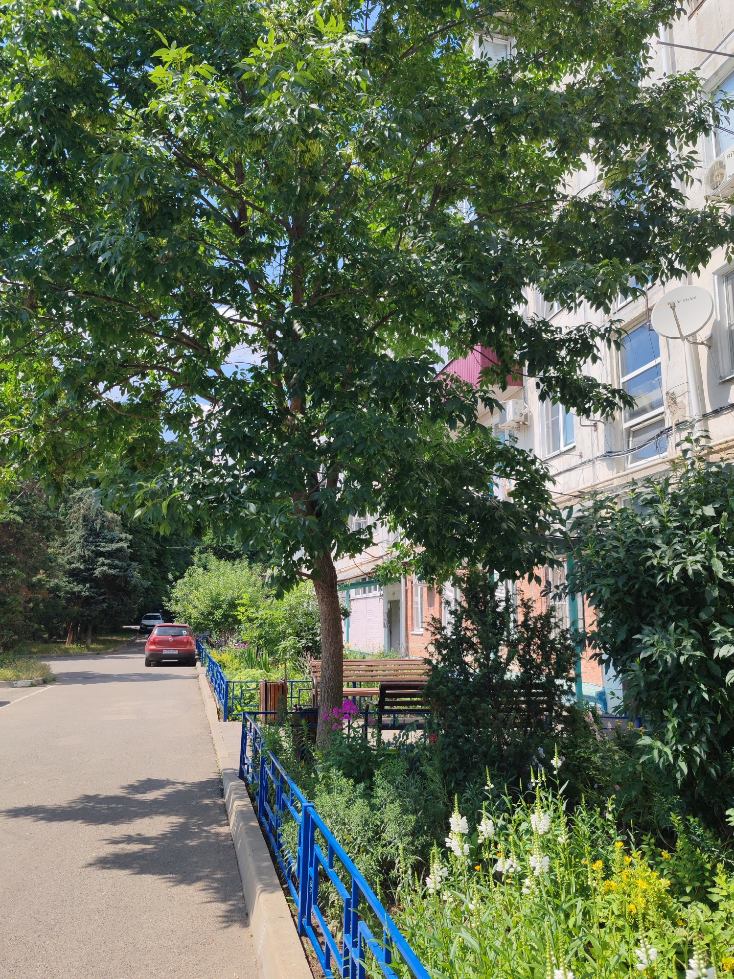 The image depicts a serene scene on a sunny day in Loris, Russia. A paved road curves to the left, bordered by a vibrant green lawn and a bright blue railing. A red car is parked on the road, facing away from the viewer. In the foreground, a lush garden bursts with white and yellow flowers, interspersed with green foliage. Behind the garden, a park bench offers a spot for rest. A large, leafy tree dominates the center of the frame, its branches reaching towards the building in the background. The building, a multi-story structure with windows and air conditioning units, appears to be residential or commercial. The overall atmosphere is peaceful and suggests a pleasant day outdoors. No people are visible in the image. The time of day appears to be midday, given the bright sunlight and clear shadows cast by the tree. The weather seems warm and fair.