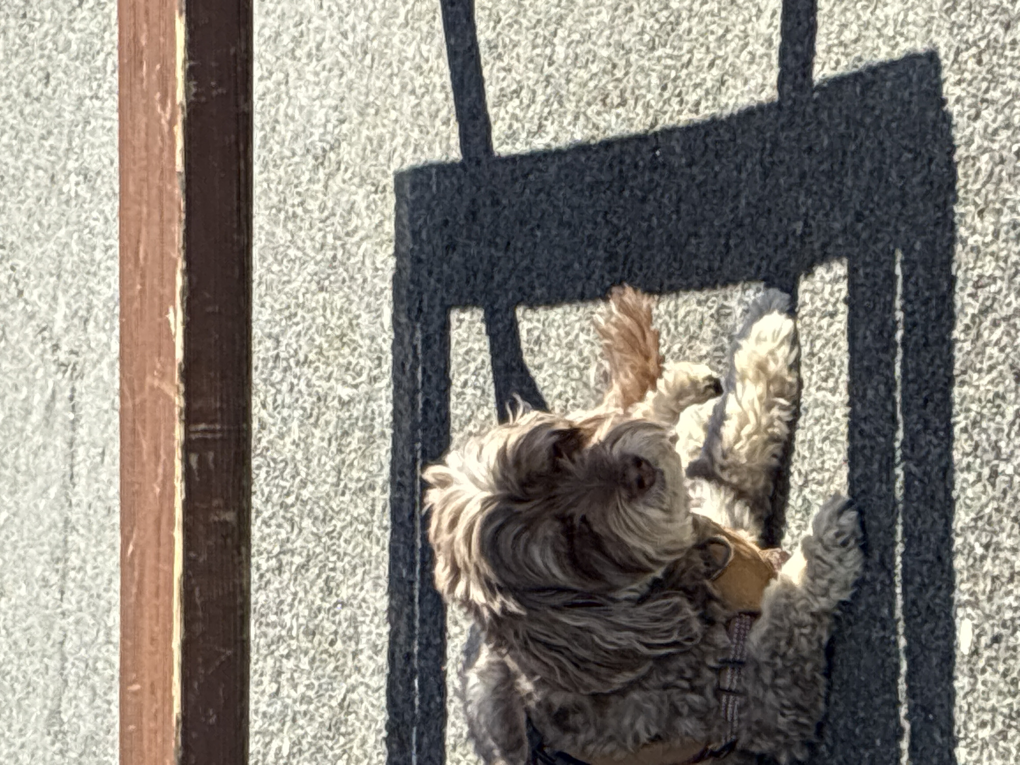 A brown, curly-haired dog lies within the shadow of a chair on a coarse, gray textured surface, likely concrete. The dog's head is towards the top of the frame, with its paws extending upward. A brown wooden structure is visible on the left side of the frame. The scene appears to be outdoors.
