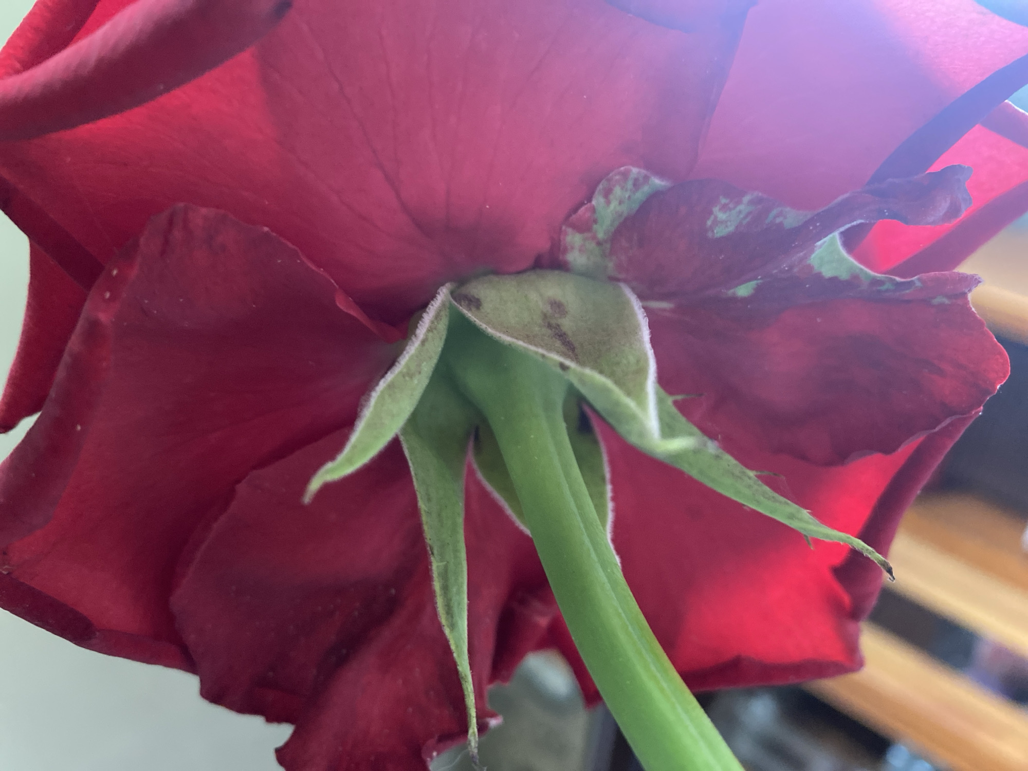 This is a close-up, low-angle photograph of the underside of a red rose. The focus is on the sepals and the base of the petals, with a prominent green stem angled upwards from the bottom left. The sepals are green with some reddish-brown spotting and appear slightly wilted. The petals are a deep red, with some areas showing a lighter pinkish hue due to lighting. The background is blurred, showing vertical wooden slats in a warm tone, suggesting a wooden surface or furniture. The overall lighting is soft, with a lens flare visible on the right side of the image. There are no people or discernable actions taking place. The specific location in "Им. Коняшина Снт, Russia" is not visually represented in the image itself.