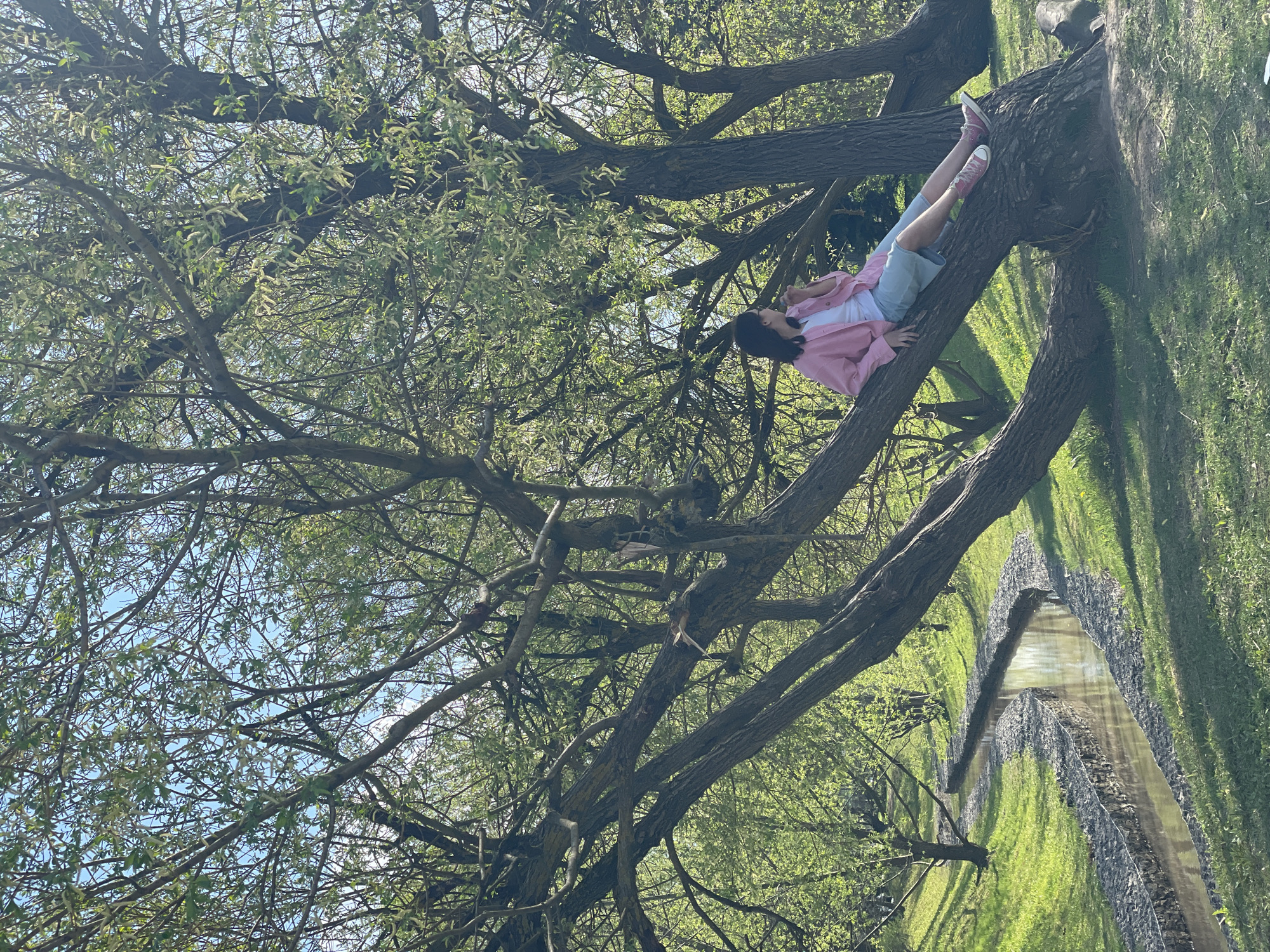 A woman in a pink shirt, white t-shirt, and light blue shorts, with pink sneakers, lies across a large tree branch. The tree is a willow, with many thin branches covered in spring leaves. A stream or canal runs through the park with stone or wire gabion banks. The location is probably a park in Moscow, Russia.