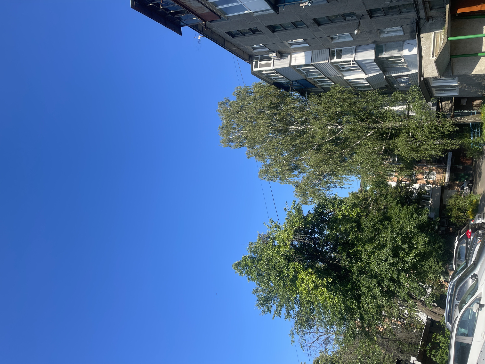 A medium-shot captures a cluster of apartment buildings and trees under a clear blue sky. The building on the right is gray with multiple windows and balconies, some of which are enclosed. To the left of this building, a tall birch tree with white bark and green leaves stands out. Further left, a large, dense green tree with a thick trunk dominates the frame. In the foreground, the hoods of several parked cars are visible. A small dark object, possibly a bird or a drone, is barely visible in the sky above the trees.
