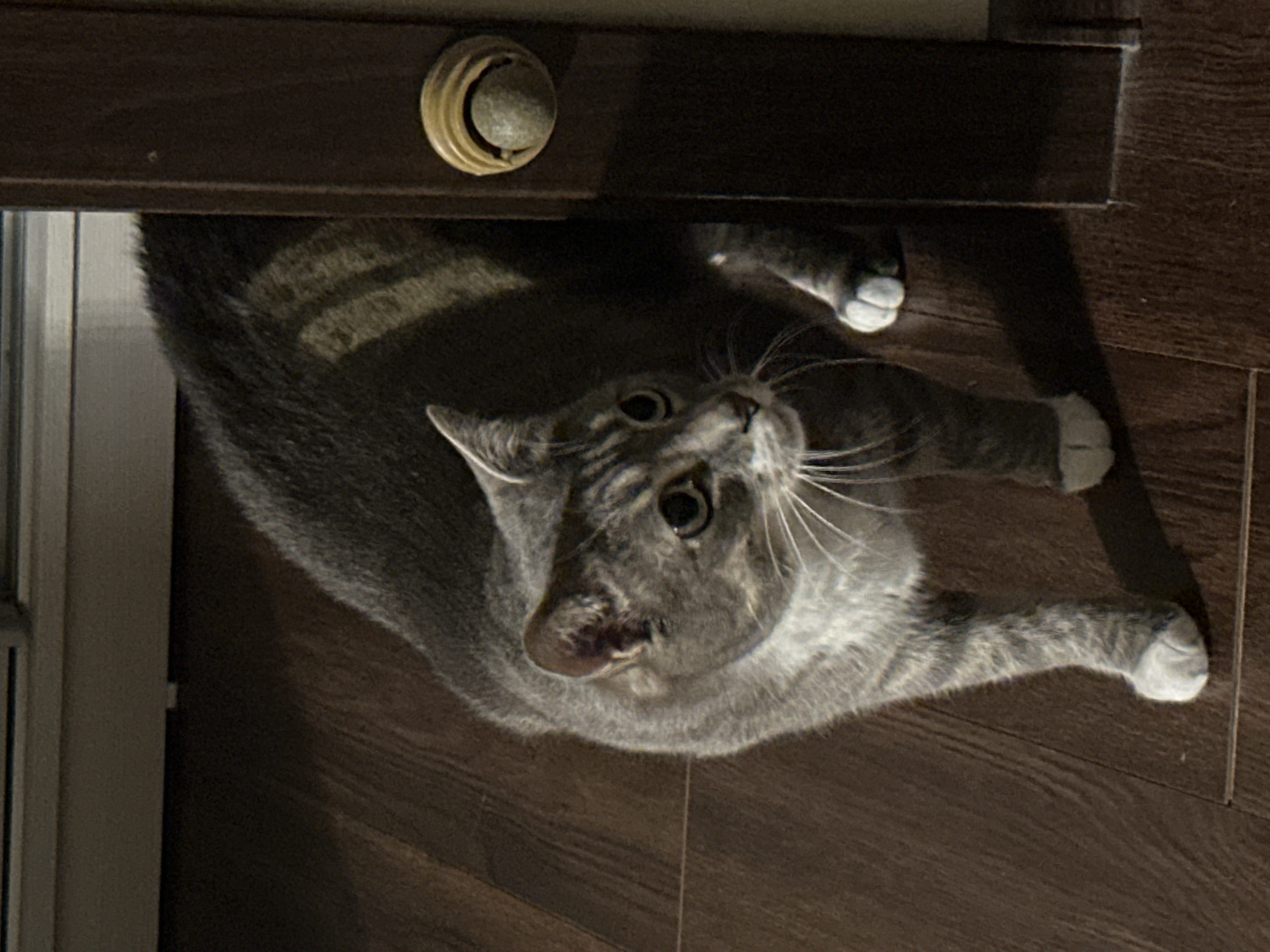 A gray tabby cat stands on a dark brown wooden floor, looking to its right. The cat has white paws and a white chest. A dark brown doorframe is to the right of the cat, with a round, light-colored doorknob on it. The background appears to be a window with a white frame. The lighting suggests it is either early morning or late afternoon, with shadows cast on the floor.