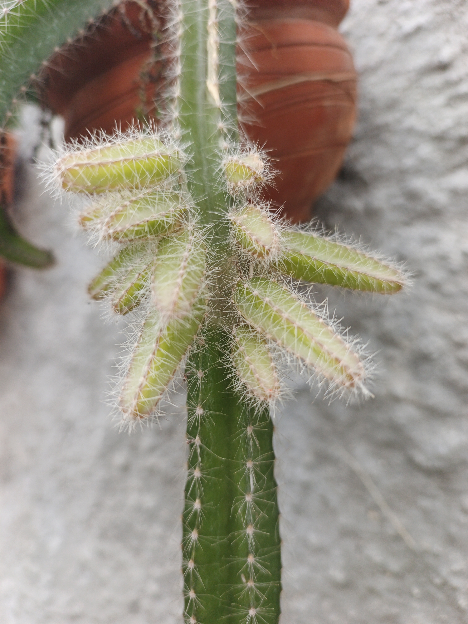 A close-up photograph depicts a cactus, specifically a portion of its green, columnar stem, along with several young, light-green cactus buds extending from its side. These buds are characterized by their elongated shape and sparse, white spines. The cactus is situated against a backdrop of a grey concrete wall. A red clay pot is visible in the upper portion of the image. The location is Tinaquillo, Venezuela.