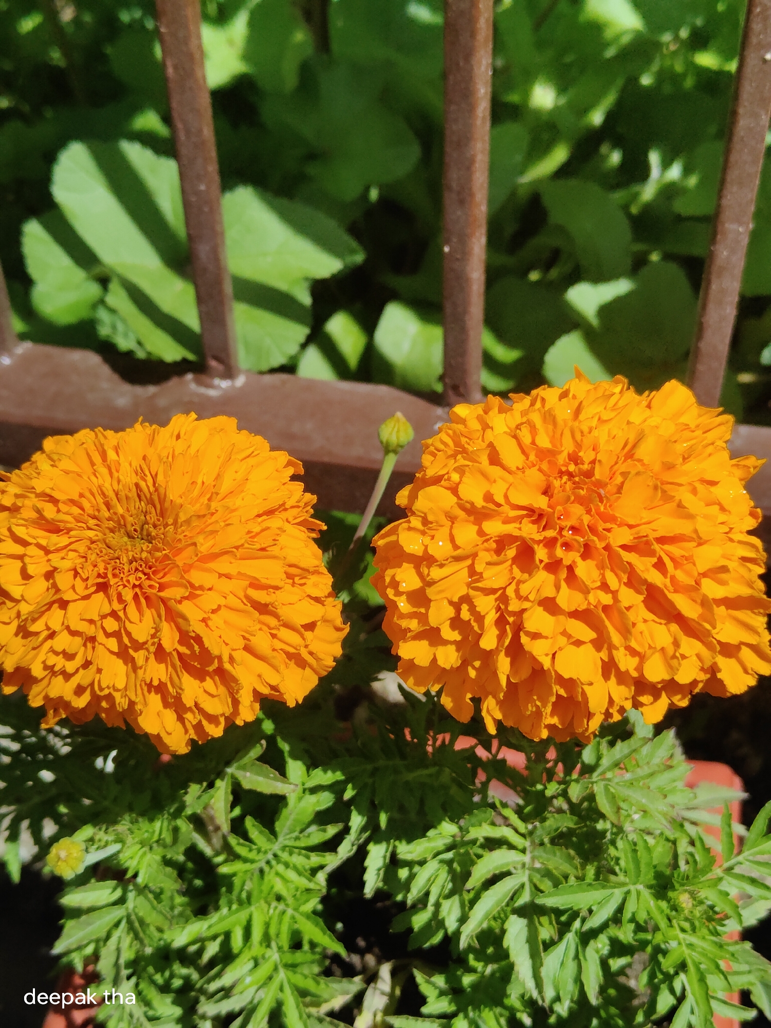 The image shows two vibrant orange marigold flowers in full bloom, positioned in the foreground. The flowers are detailed with many ruffled petals. Behind the flowers, a rusty brown metal fence is visible, casting shadows on lush green foliage. The background is filled with more green leaves, suggesting an outdoor garden setting. A small, green marigold bud is also present to the right of the main flowers, hinting at more blooms to come. The overall impression is one of natural beauty and growth. The location is specified as Leh, India.