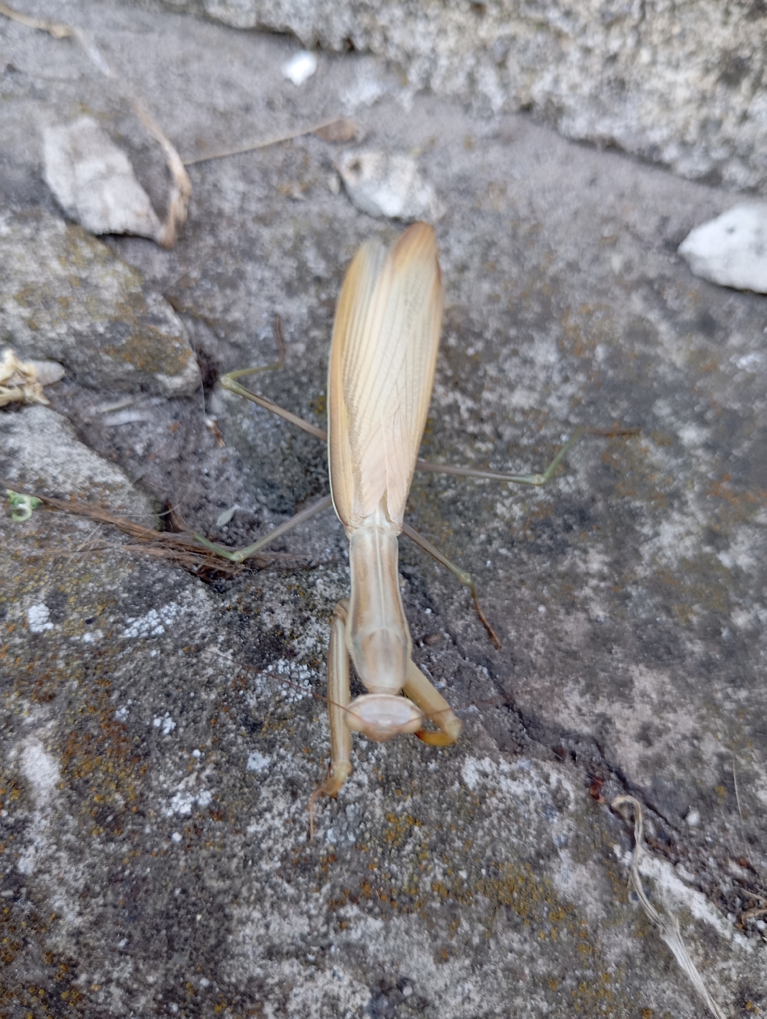 An overhead shot captures a light brown praying mantis resting on a textured, greyish-brown surface composed of small stones and debris. The insect's body is elongated, with its wings folded lengthwise over its back, displaying intricate veining. Its head, with prominent eyes, is positioned downwards, and its spiny forelegs are tucked close to its body. The ground surface is uneven, with cracks and variations in color, suggesting an outdoor, possibly urban environment. The image is taken in Horishni Plavni, Ukraine.