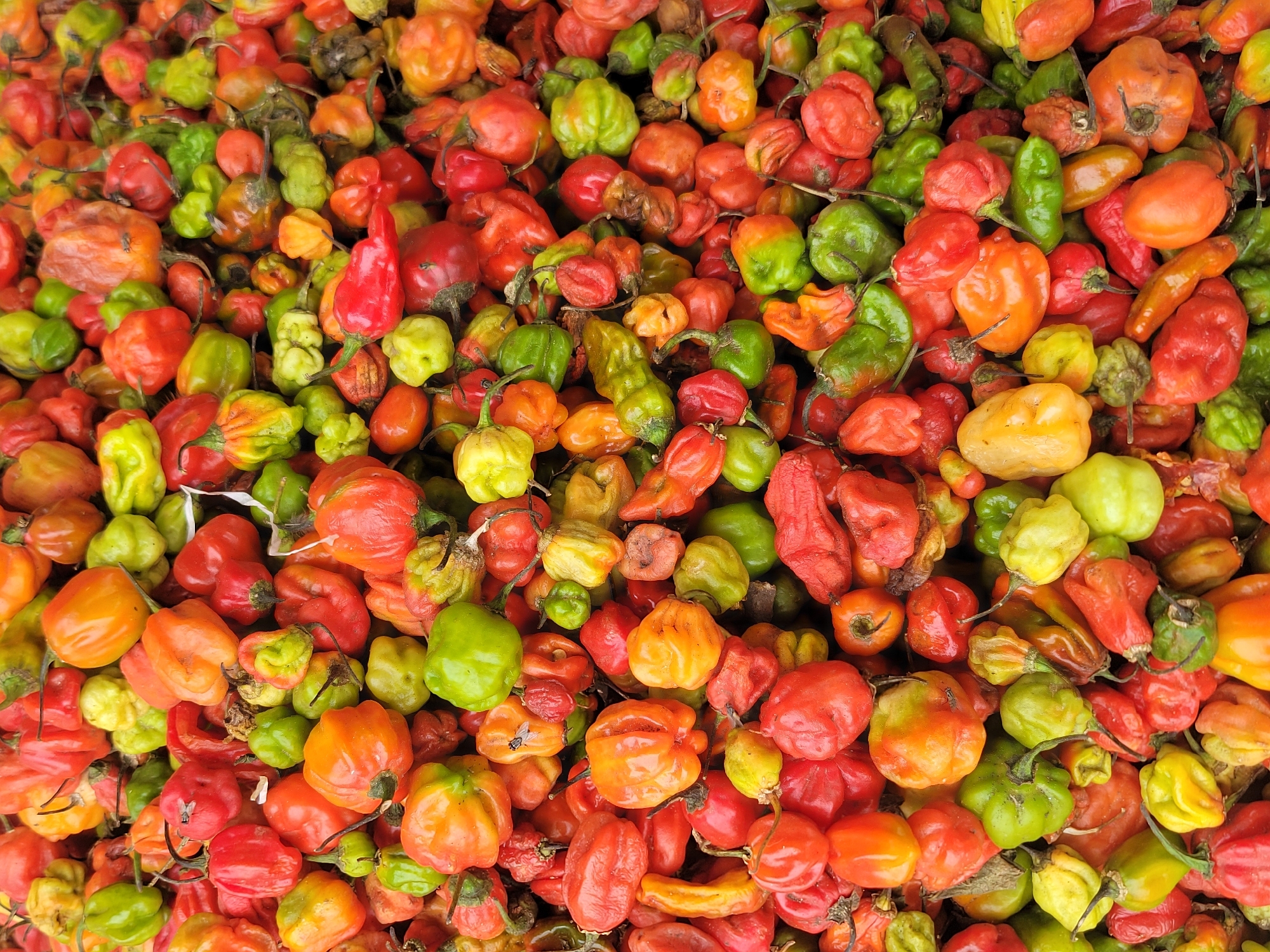 A vibrant, close-up, overhead shot captures a large pile of various peppers. The scene is dominated by a multitude of red, orange, green, and yellow peppers, suggesting different stages of ripeness or distinct varieties. Many of the peppers exhibit the characteristic squat, wrinkled, and often bulbous shapes of habanero or scotch bonnet types, while others appear more elongated or conical.
The peppers fill the entire frame, creating a dense, colorful texture. Some peppers have visible stems, and a few show minor blemishes or darker spots, indicating they are fresh produce, likely from a market stall or recent harvest. The lighting is even, highlighting the rich hues and slight glossiness of the peppers' skins. There is no discernible activity, as the image focuses solely on the produce. The sheer quantity of peppers suggests a commercial setting, such as a market in Jos, Nigeria. No people, specific location cues beyond the context, or text are visible within the image.