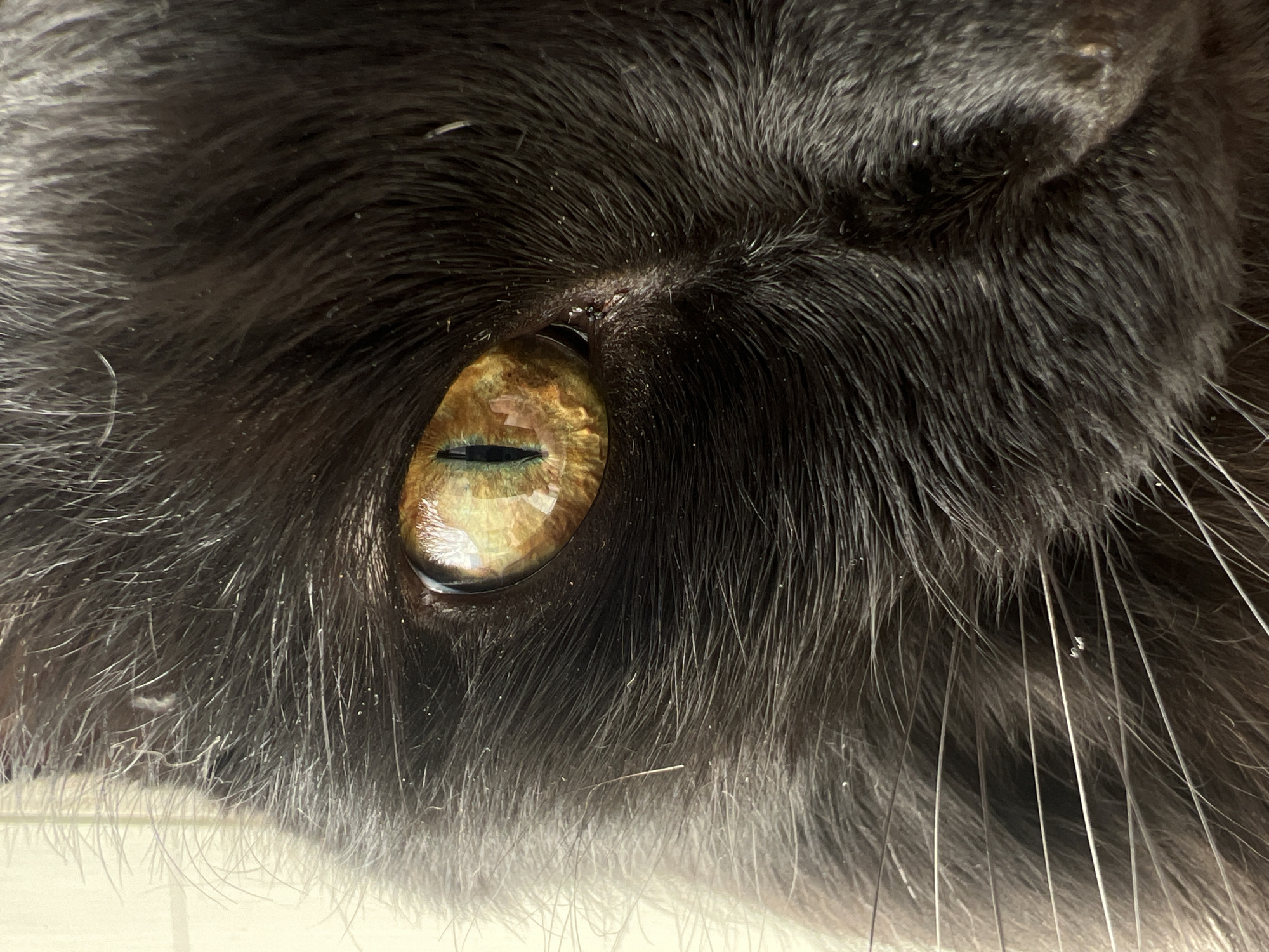 This is a close-up, low-angle, eye-level, horizontal, eye-level, full shot of a black cat's eye. The cat's fur is dark and appears somewhat fluffy, with some lighter gray hairs visible. Small white specks, possibly dust or light reflection, are scattered across the fur. The cat's eye is the central focus, exhibiting a striking amber-gold iris with intricate patterns and a vertical slit pupil, indicating low light conditions. The pupil appears dark green. The eye reflects light, creating bright highlights. The fur extends towards the bottom of the frame, transitioning to a lighter, possibly white, area which could be the cat's chest or the surface it is lying on. The overall impression is one of intense focus from the cat. There is no visible text, and the image's context within Chaikovsky, Russia, and time of day or weather are not discernible from the visual information alone.