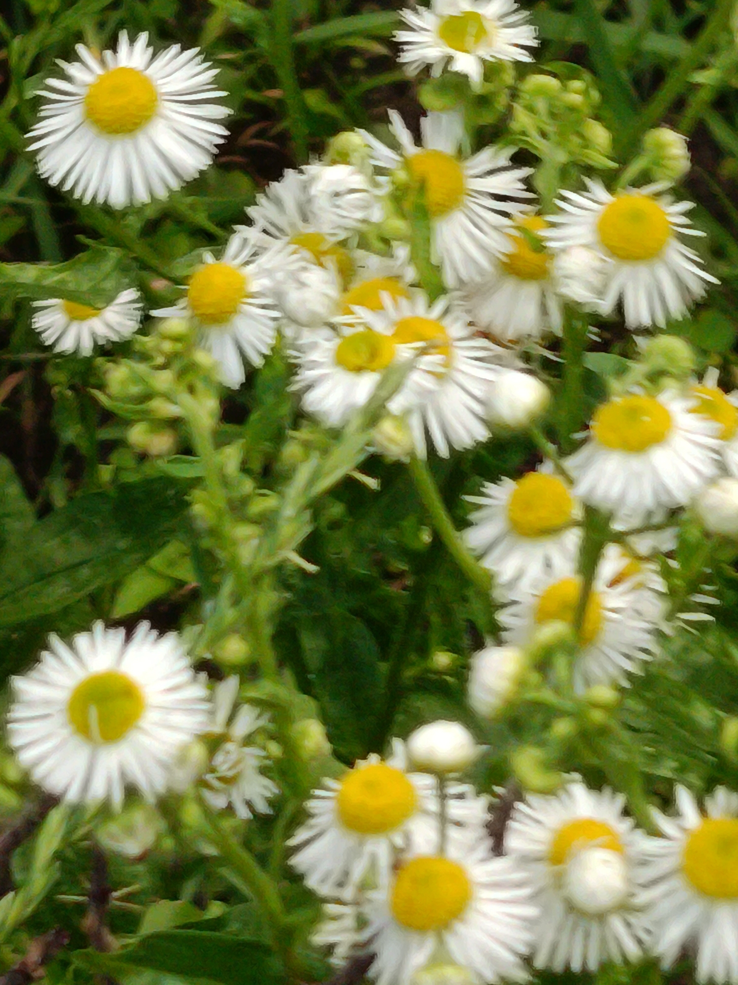 This is a close-up, vertical, outdoor, still photograph of a cluster of white and yellow daisy-like flowers. The flowers are in various stages of bloom, with some fully open and others still in bud. The petals are thin and white, radiating outwards from a bright yellow center. The stems and leaves of the plants are green and appear somewhat blurry in the background, suggesting a shallow depth of field. The image is rendered with a painterly effect, giving the flowers a soft, impressionistic appearance. The scene is likely a garden or natural landscape. Without further information, the specific location within Kyiv, Ukraine cannot be determined.