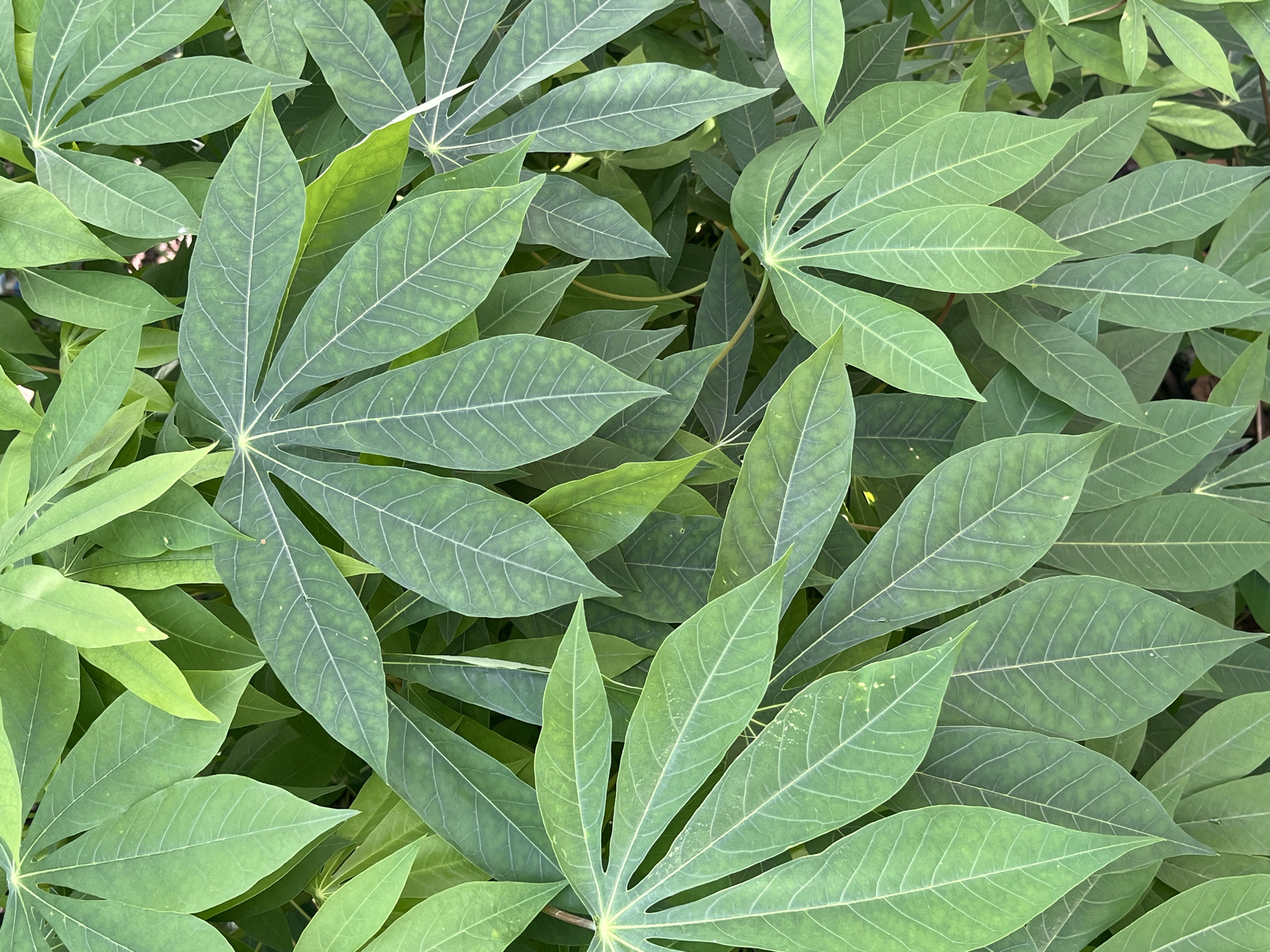 A close-up, overhead shot captures a dense cluster of green cassava leaves, their palmate shapes and prominent white veins creating a textured, organic pattern. The leaves vary in their stage of maturity, with some appearing a lighter, brighter green and others a deeper, darker shade. The background consists of more leaves, blurred and out of focus, creating a sense of depth and abundance. The scene is likely outdoors, with natural lighting illuminating the foliage. There are no people or any signs of human activity. The overall impression is one of lush, verdant growth. This image was taken in Teluk Air, Indonesia.