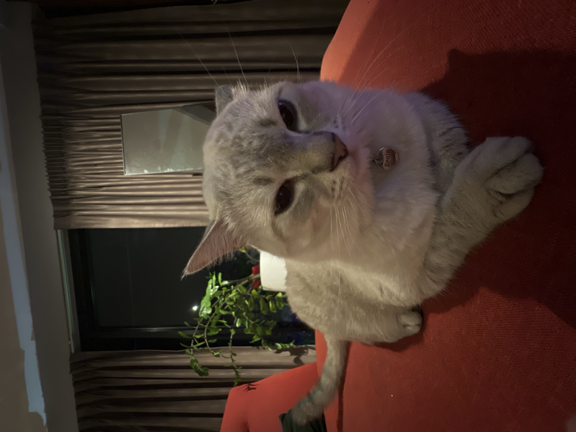 A domestic cat is resting on a red textile-covered surface, likely a sofa, in an indoor environment in the city of Unknown, Unknown. The cat, displaying light grey-cream fur with subtle darker facial points, is positioned centrally in the frame, facing the viewer. Its front paws are crossed. A circular, silver-toned identification tag engraved with the word "Brain" is visible on its collar. The cat's eyes are partially closed, and prominent whiskers extend from its muzzle.
The background consists of dark brown pleated curtains covering a window, beyond which the darkness of night is visible, punctuated by a singular distant light source. To the left of the cat, a green potted plant is situated in front of the window. To the right, a rectangular object with a reflective surface, possibly a mirror, stands upright against the background. The ceiling is visible at the top of the image. The scene is illuminated by artificial indoor light.