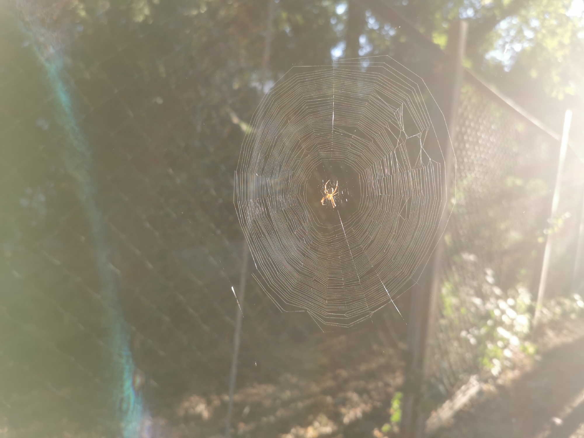 A medium shot shows a spider on its web, which is suspended between a chain-link fence and some vegetation. The spider is a small, light brown arachnid, positioned near the center of the web. The web itself is intricate and circular, catching the light. Sunlight streams in from the right side of the frame, creating a lens flare effect and a bright glow that washes out some of the background details. The background consists of a blurred chain-link fence and the dappled shadows of trees, suggesting an outdoor, possibly park-like setting within Bishkek City, Kyrgyzstan. The overall atmosphere is natural and serene, with the focus sharply on the spider and its delicate construction.