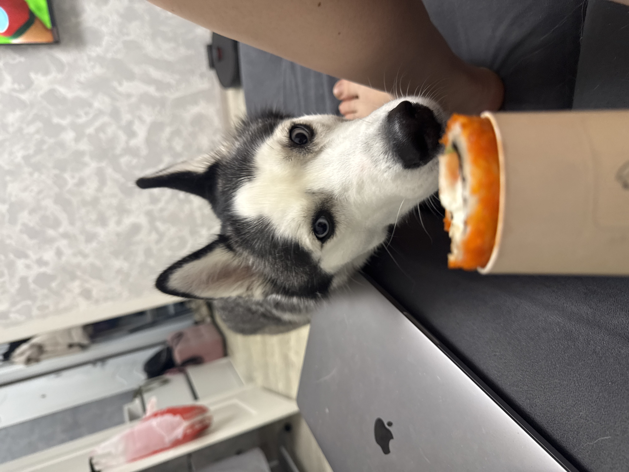 A close-up, rotated indoor shot prominently features a black and white husky dog with striking blue eyes. The dog's head is angled, and its snout is positioned close to a partially consumed sushi roll, held upright in a light-colored paper cup on the right side of the frame. The sushi roll appears to be a California roll type, with visible orange roe, white cream, and green fillings.
Above the dog's head, a person's bare arm and foot are visible, suggesting they are reclining or lying down, possibly on a bed or sofa. This implies the person is holding the sushi, likely interacting with the dog or enjoying a meal. To the left of the sushi and below the dog's head, a silver laptop with a distinct Apple logo is visible, indicating a MacBook.
The background consists of a light-colored surface with a subtle, irregular pattern, resembling a wall or floor. Further back, out of focus, some other household items are dimly visible, including a red object wrapped in plastic. The scene captures a casual, domestic moment, with the dog's attentive expression conveying curiosity and strong interest in the food. Other than the Apple logo on the laptop, no significant text is visible.