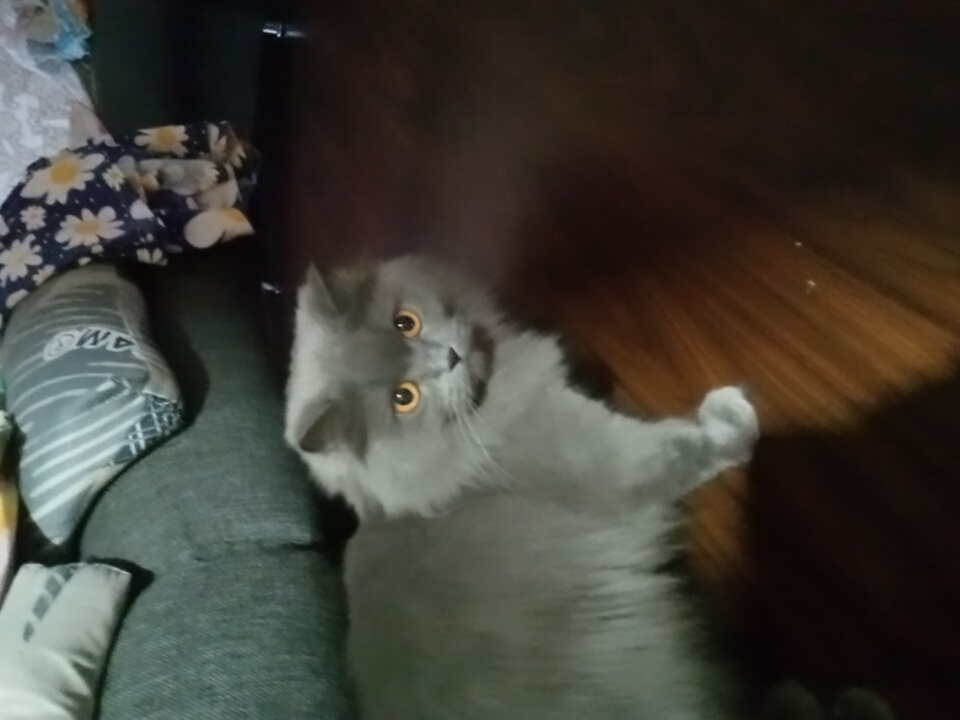 A fluffy gray cat with bright orange eyes is sitting on a wooden floor. The cat is in the foreground, facing the camera. Behind the cat is a dark brown floor, and further back is a couch with several pillows. A patterned fabric with white flowers and green leaves is draped over the back of the couch. The setting appears to be an indoor living space. The location is a domestic interior within the city of Angren, Uzbekistan.
