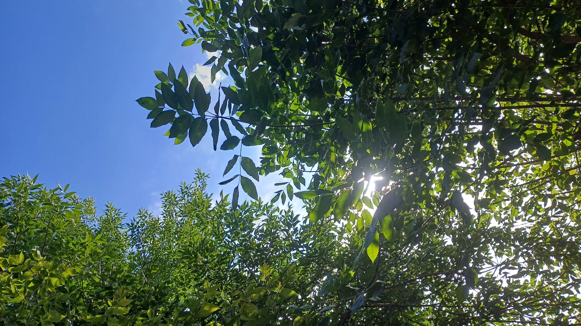This is a low-angle, full-shot photograph of a bright blue sky seen through the dense green leaves of trees. Sunlight is filtering through the leaves, creating a dappled effect and some lens flare. There are no people or animals visible in the image. The scene appears to be outdoors in a natural setting, possibly a park or a residential area with trees in Izhevsk, Russia, given the context of the request.