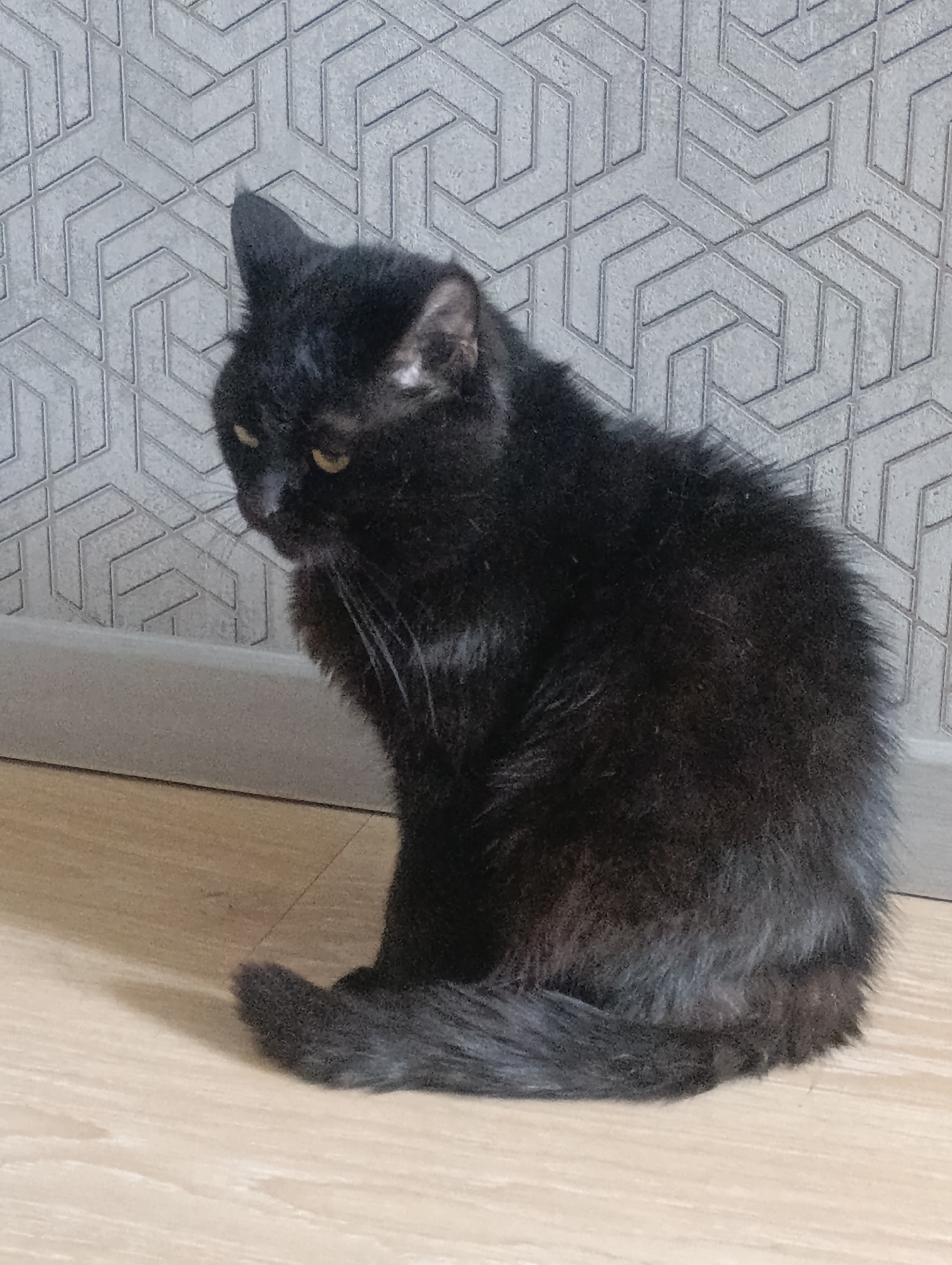 A black cat is sitting on a wooden floor in front of a wall with a grey geometric pattern. The cat is facing left and looking downwards. Its tail is curled around its body. The lighting is soft, and the image appears to be taken indoors. The location is the city of Zlatopil, Ukraine.